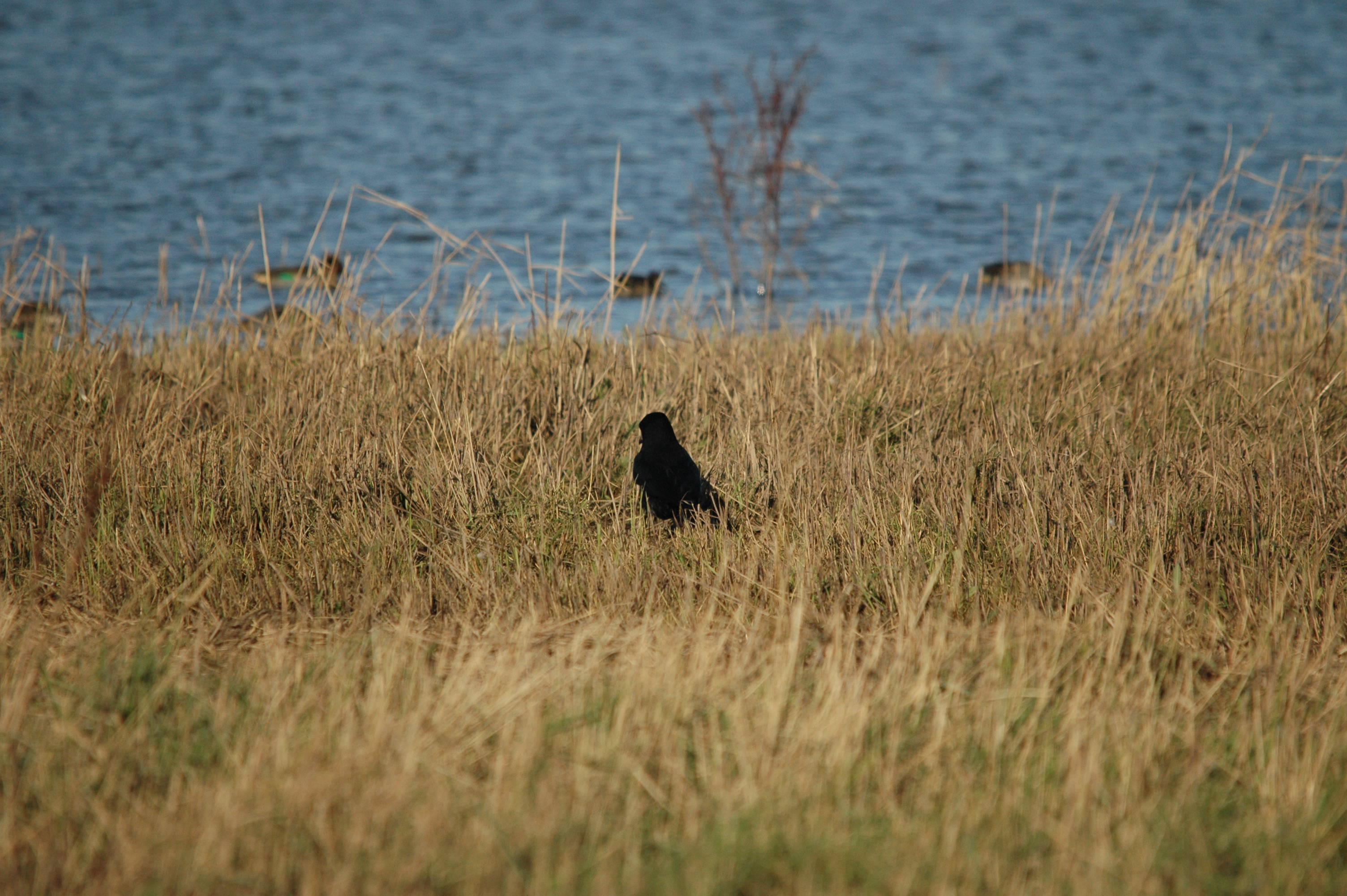 photos/wildlife/Bird_Species/184-Crows-Jays-Magpies/8405-Carrion_Crow/DSC_3698.JPG