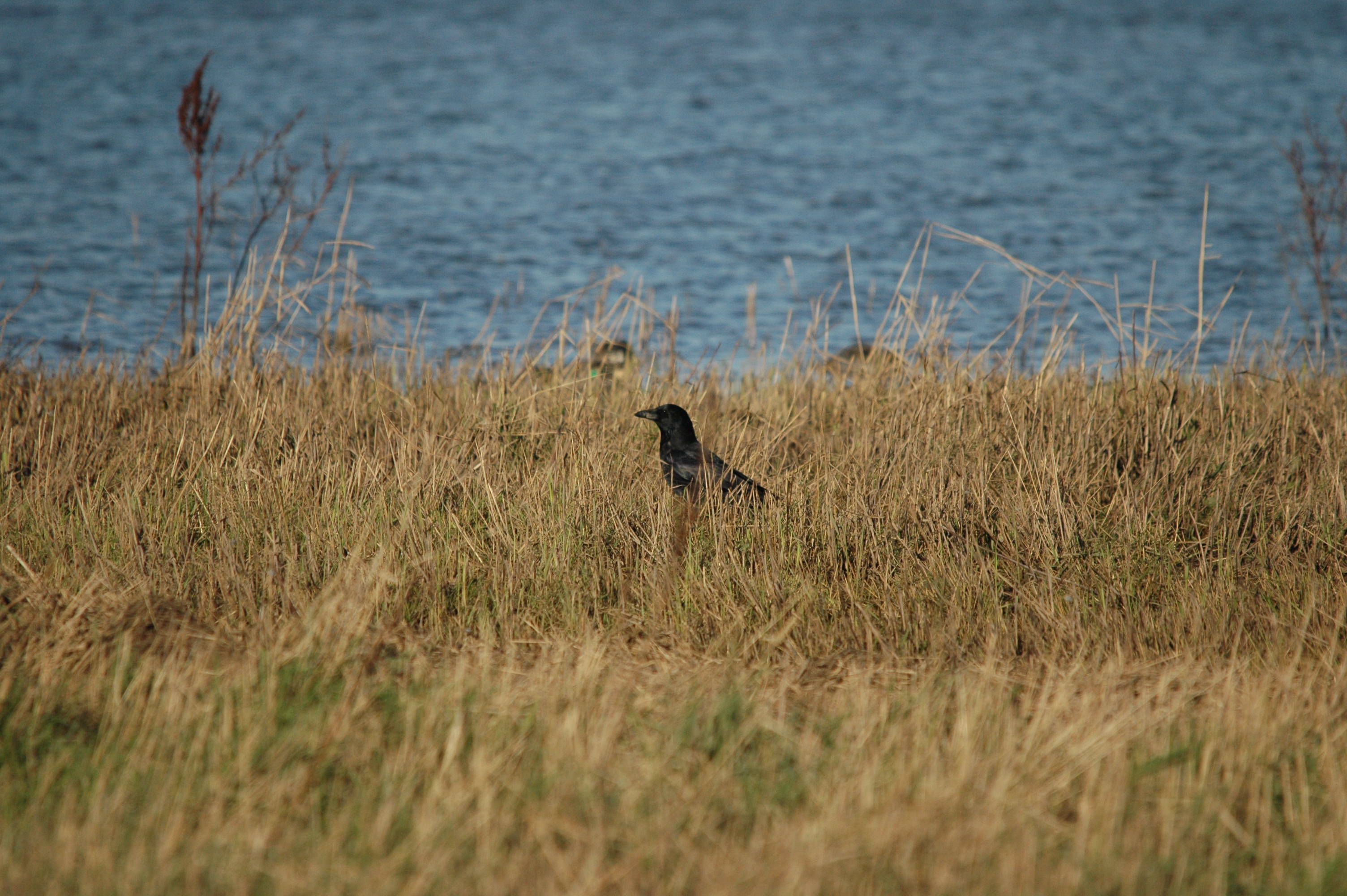 photos/wildlife/Bird_Species/184-Crows-Jays-Magpies/8405-Carrion_Crow/DSC_3700.JPG