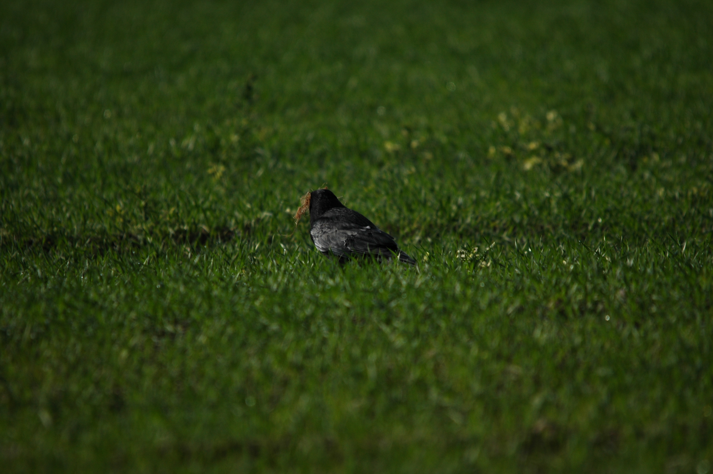 photos/wildlife/Bird_Species/184-Crows-Jays-Magpies/8405-Carrion_Crow/DSC_5432.JPG