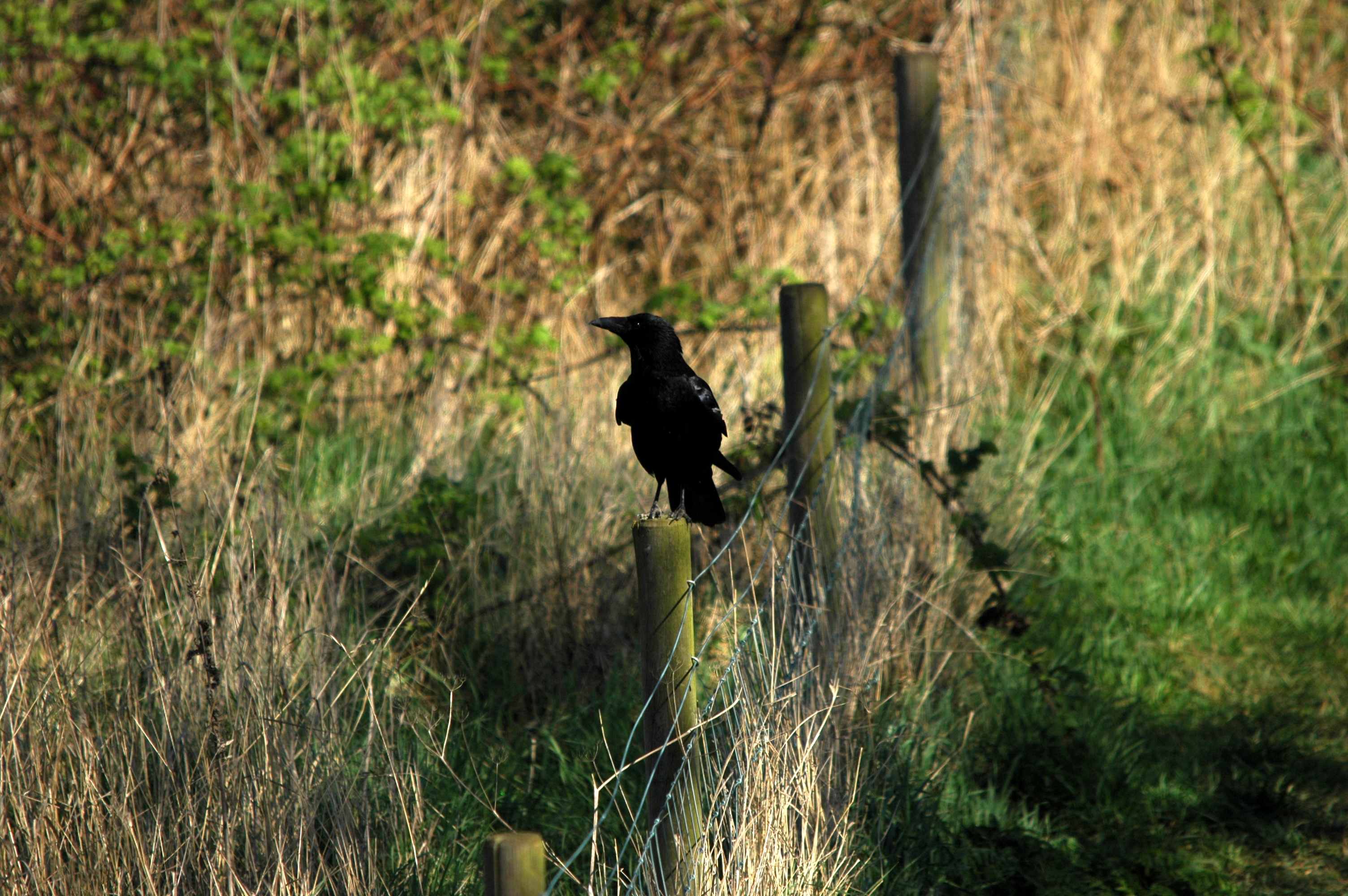 photos/wildlife/Bird_Species/184-Crows-Jays-Magpies/8405-Carrion_Crow/DSC_5468.JPG
