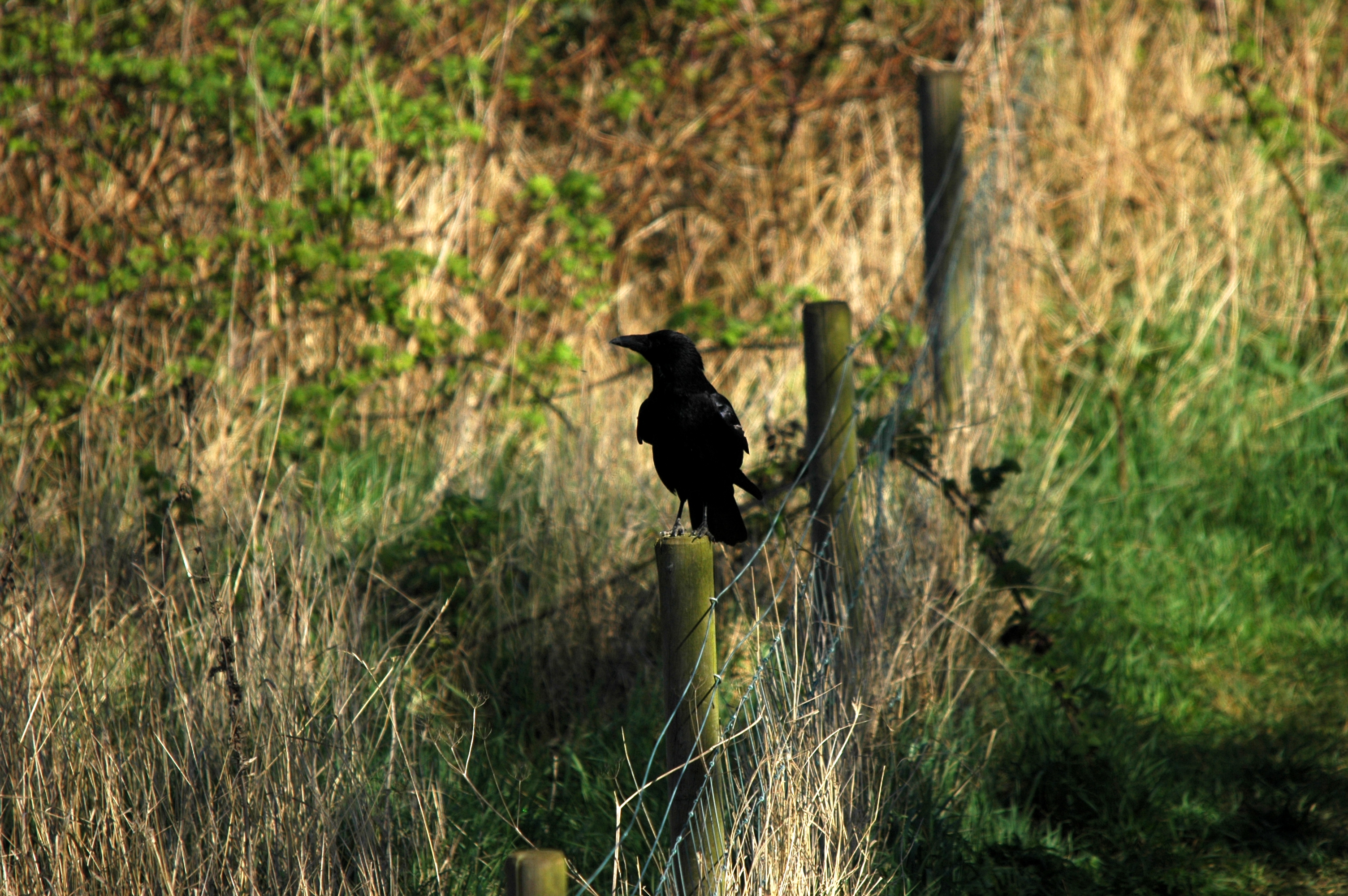 photos/wildlife/Bird_Species/184-Crows-Jays-Magpies/8405-Carrion_Crow/DSC_5469.JPG