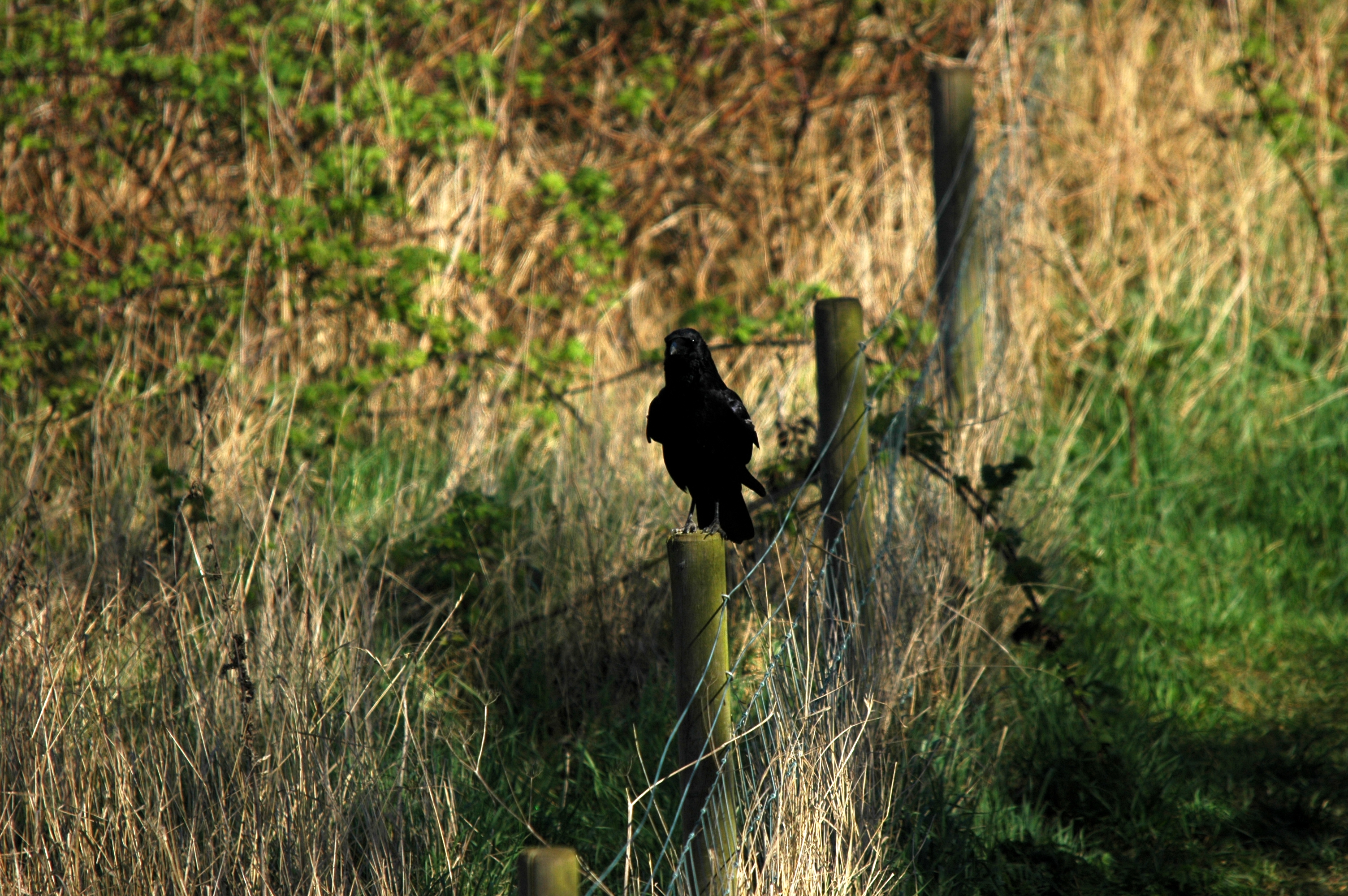 photos/wildlife/Bird_Species/184-Crows-Jays-Magpies/8405-Carrion_Crow/DSC_5470.JPG