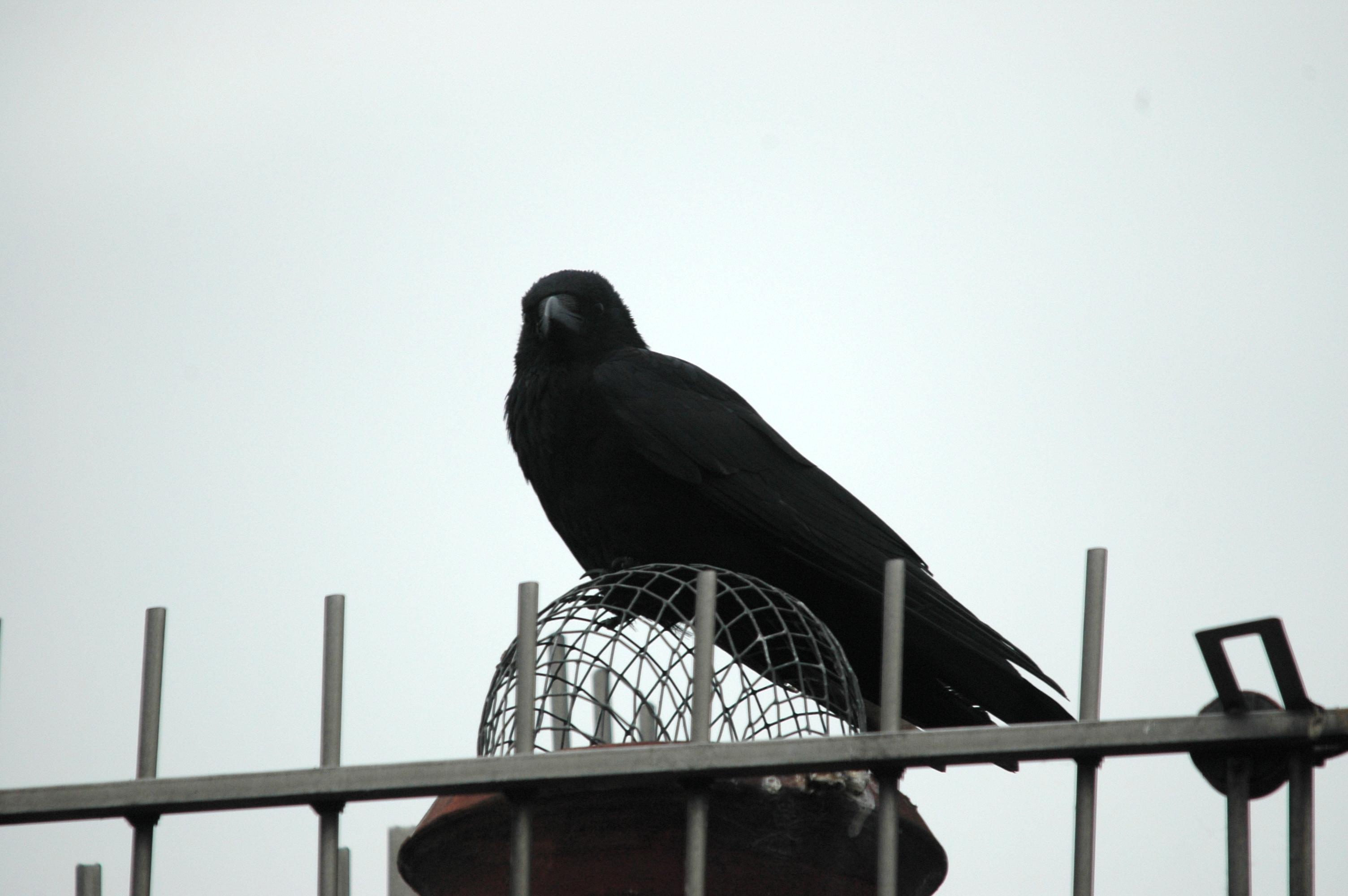 photos/wildlife/Bird_Species/184-Crows-Jays-Magpies/8405-Carrion_Crow/DSC_5572.JPG