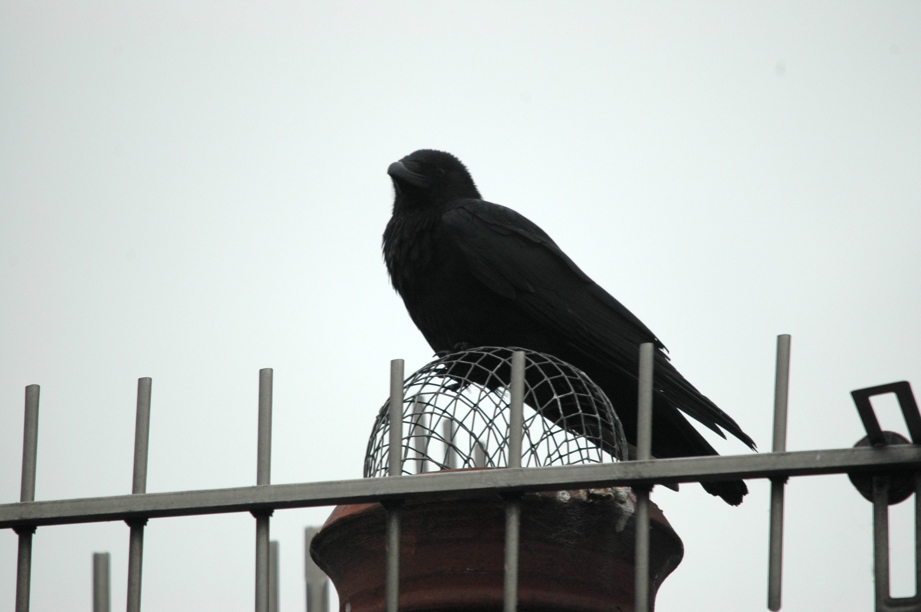 photos/wildlife/Bird_Species/184-Crows-Jays-Magpies/8405-Carrion_Crow/DSC_5573.JPG