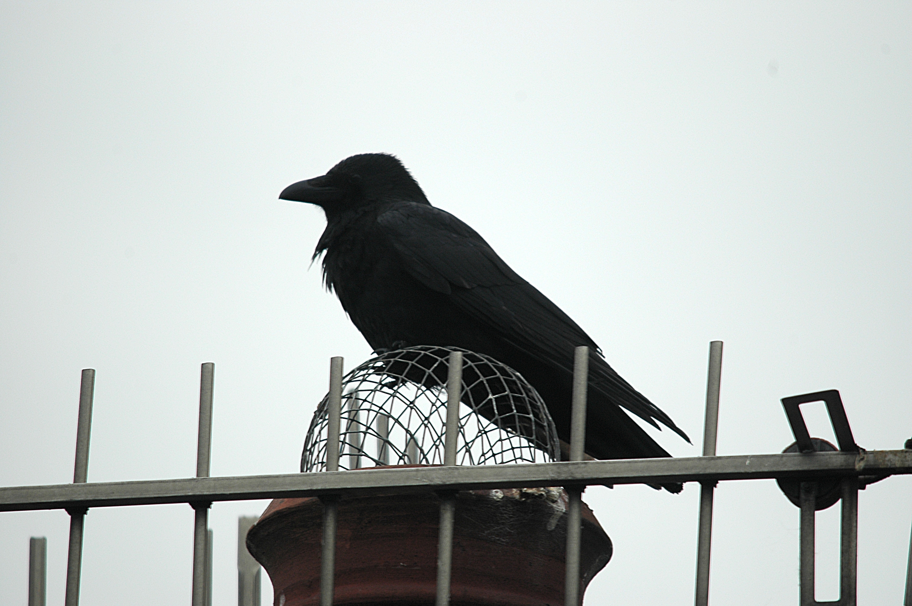 photos/wildlife/Bird_Species/184-Crows-Jays-Magpies/8405-Carrion_Crow/DSC_5576.JPG