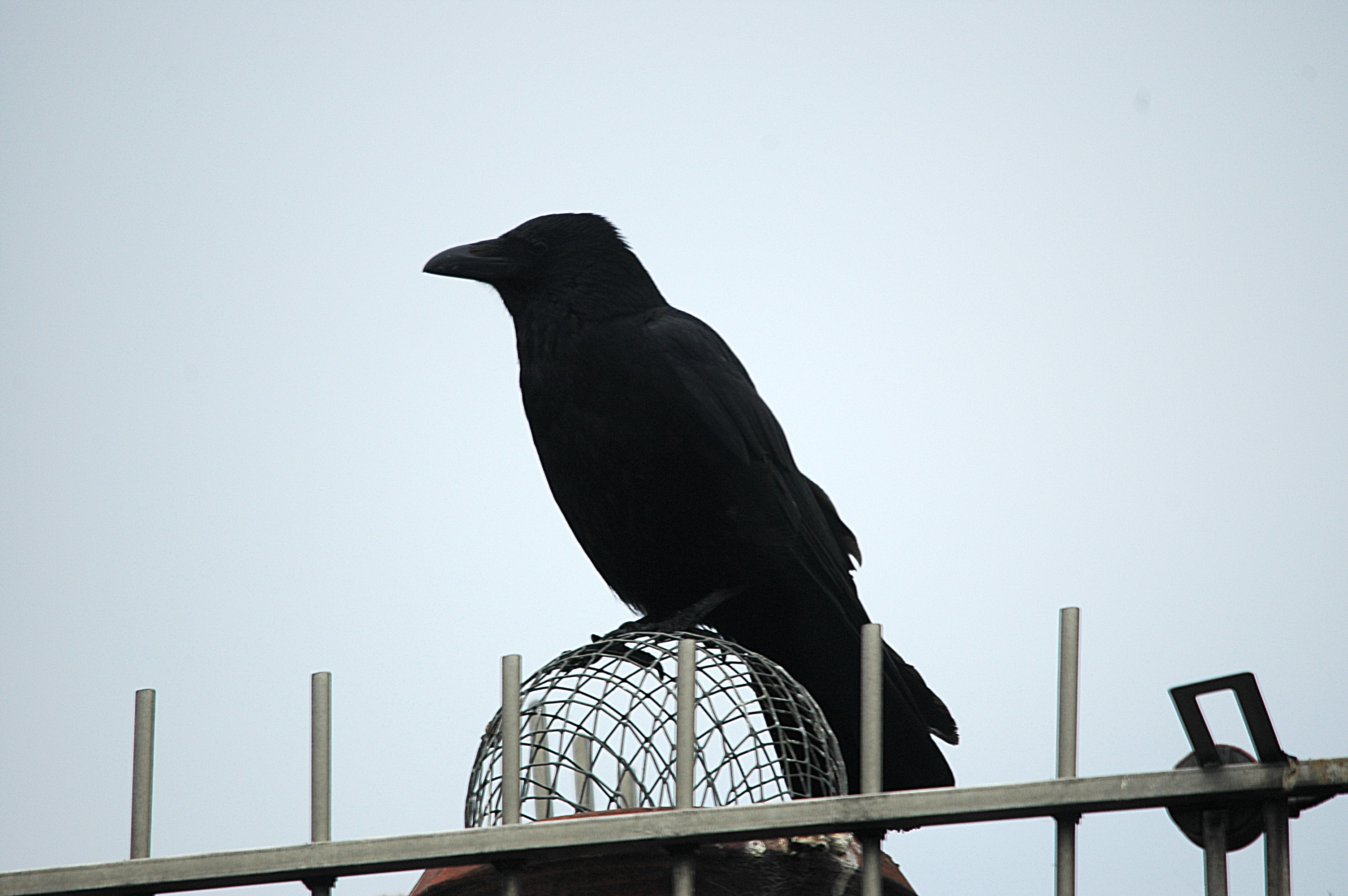 photos/wildlife/Bird_Species/184-Crows-Jays-Magpies/8405-Carrion_Crow/DSC_5577.JPG
