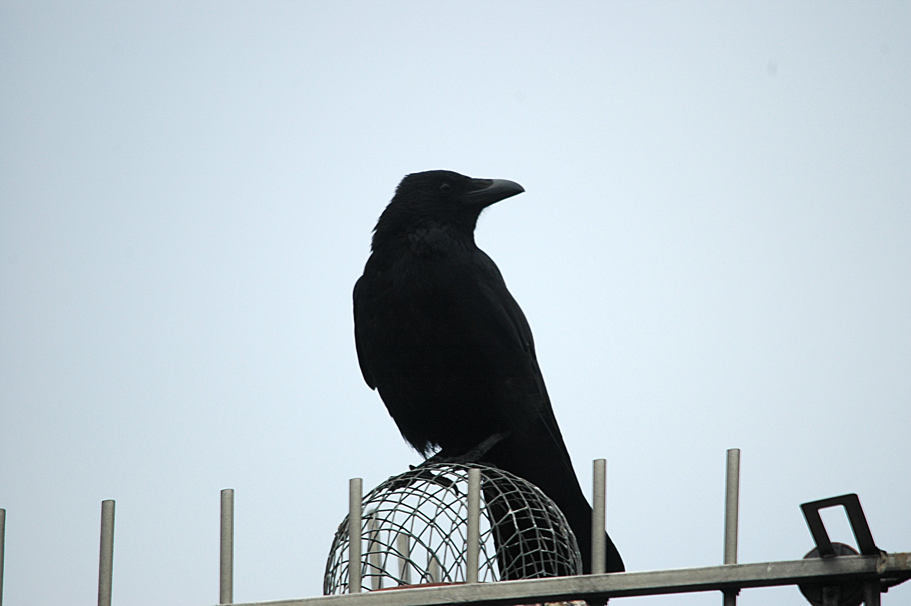 photos/wildlife/Bird_Species/184-Crows-Jays-Magpies/8405-Carrion_Crow/DSC_5578.JPG