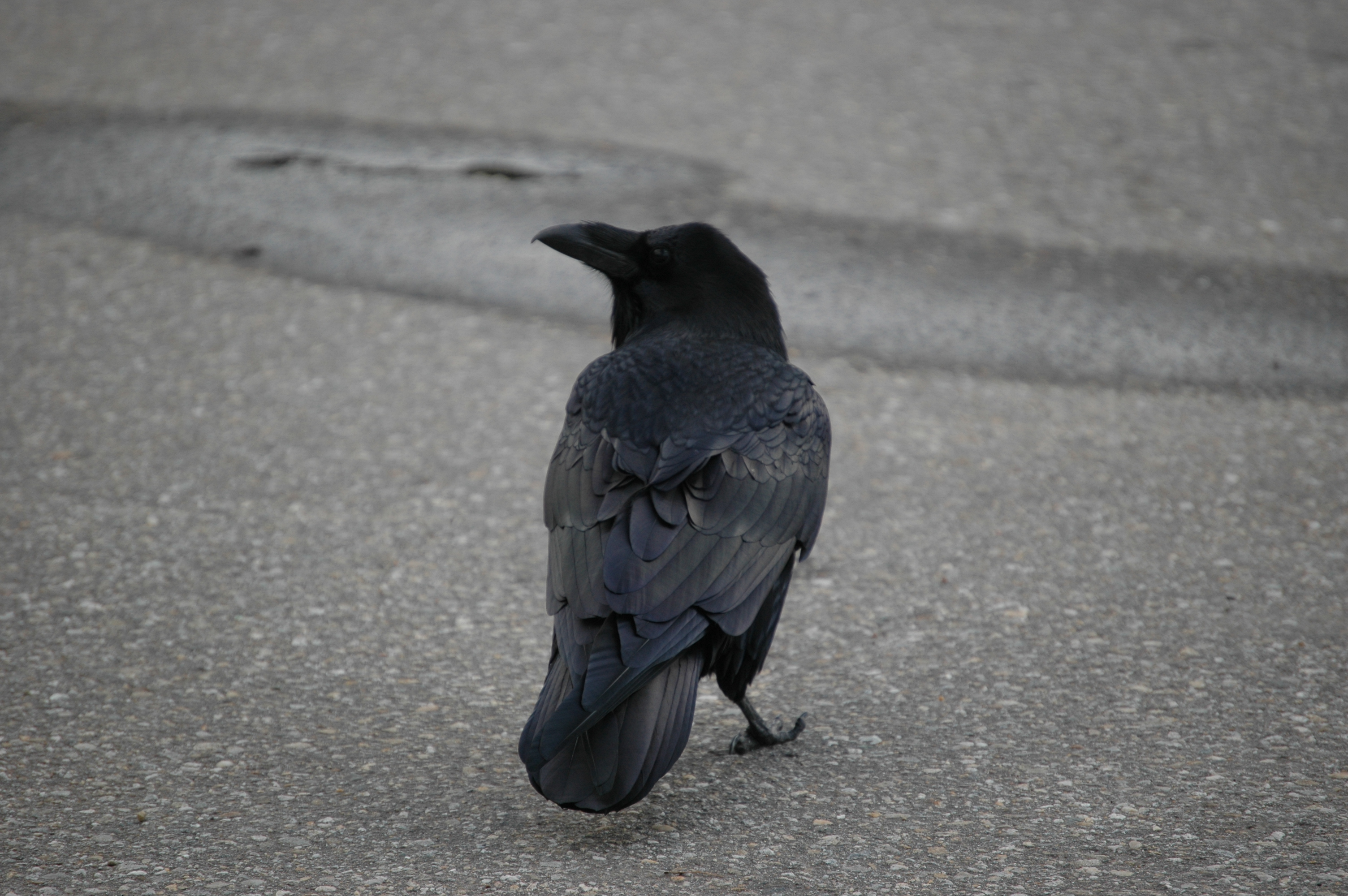 photos/wildlife/Bird_Species/184-Crows-Jays-Magpies/8418-Common_Raven/20070921-Canada-01.jpg