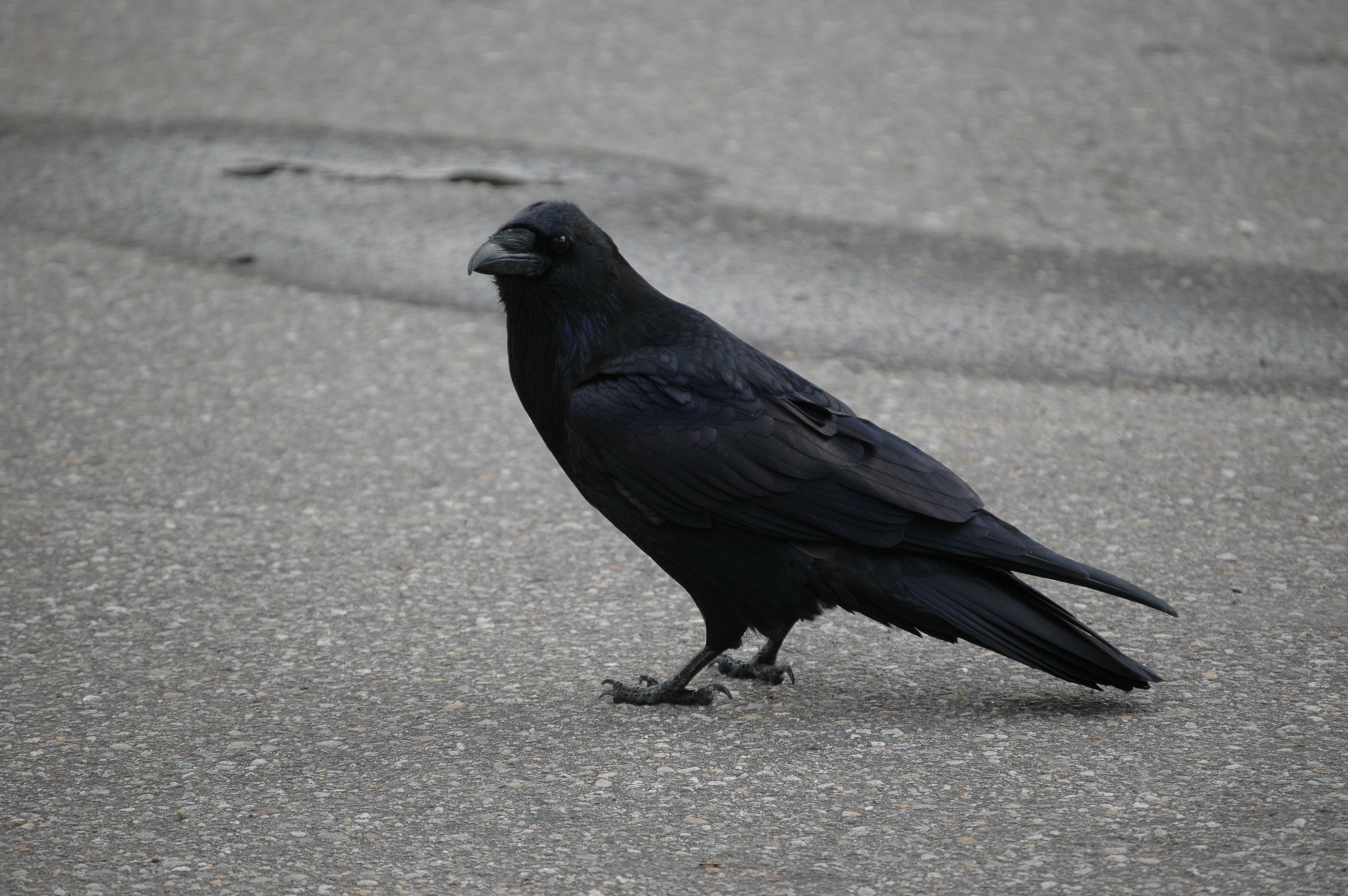 photos/wildlife/Bird_Species/184-Crows-Jays-Magpies/8418-Common_Raven/20070921-Canada-02.jpg