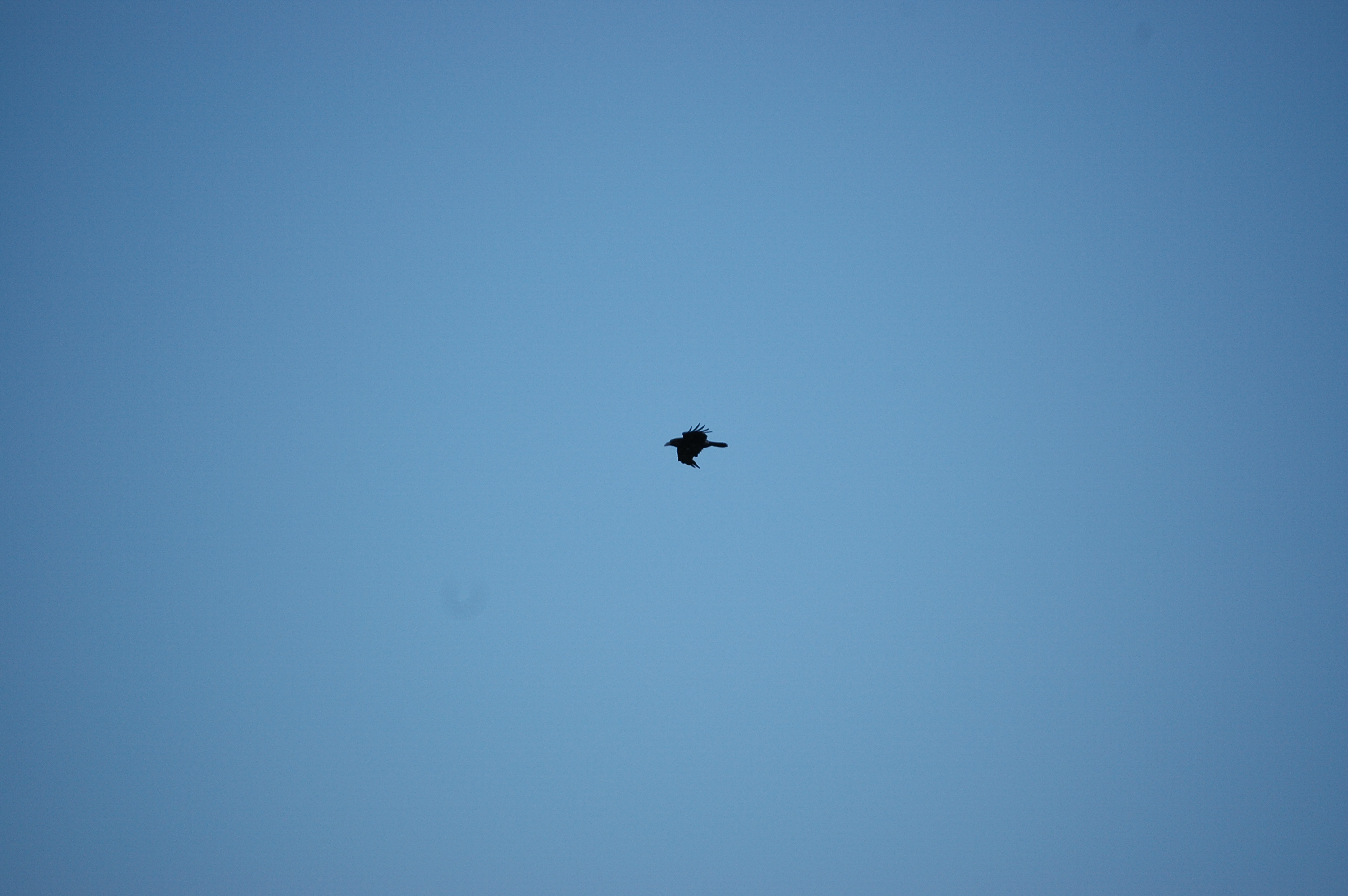 photos/wildlife/Bird_Species/184-Crows-Jays-Magpies/8418-Common_Raven/20080515-Lunga-01.jpg