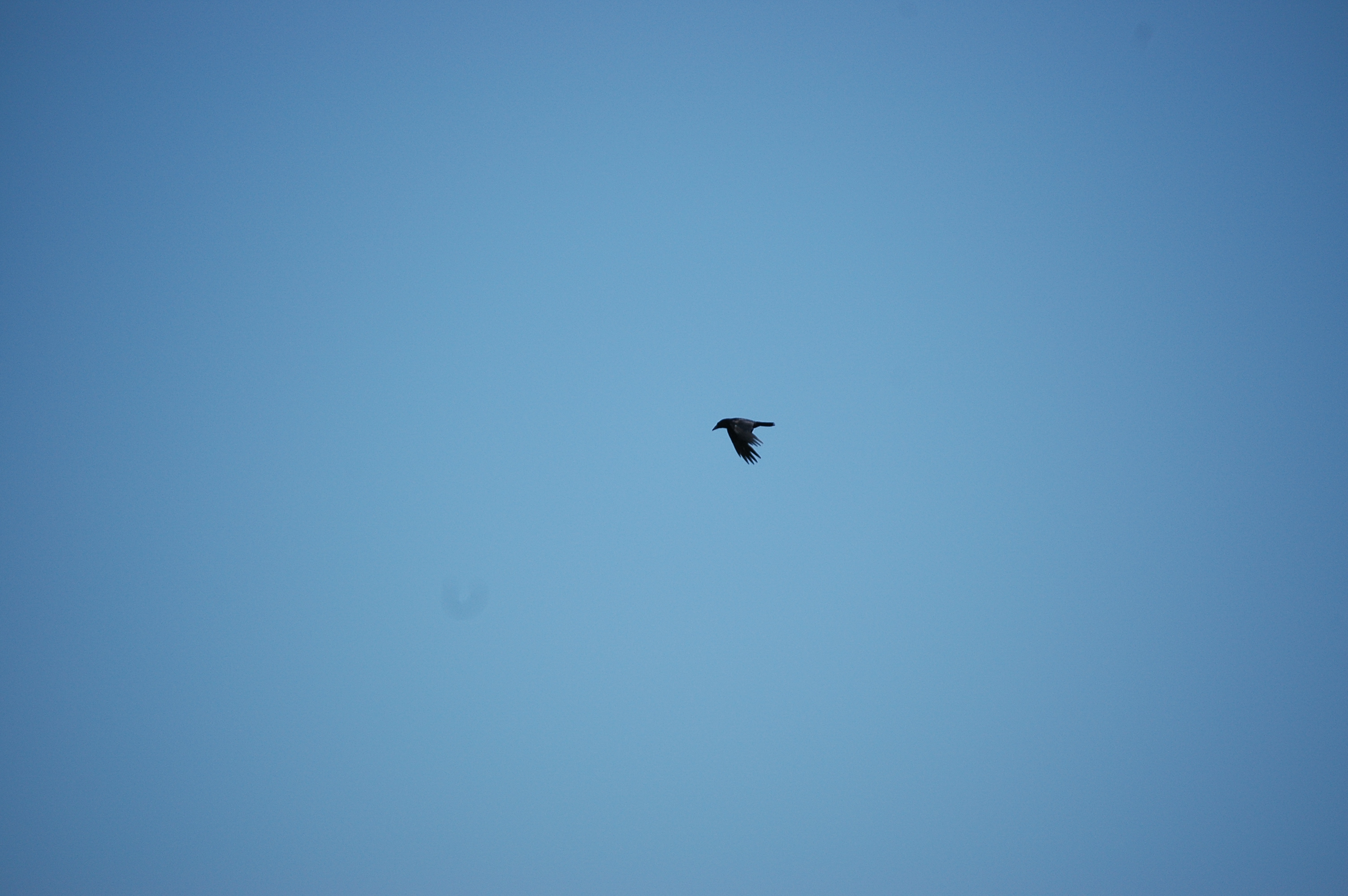photos/wildlife/Bird_Species/184-Crows-Jays-Magpies/8418-Common_Raven/20080515-Lunga-02.jpg