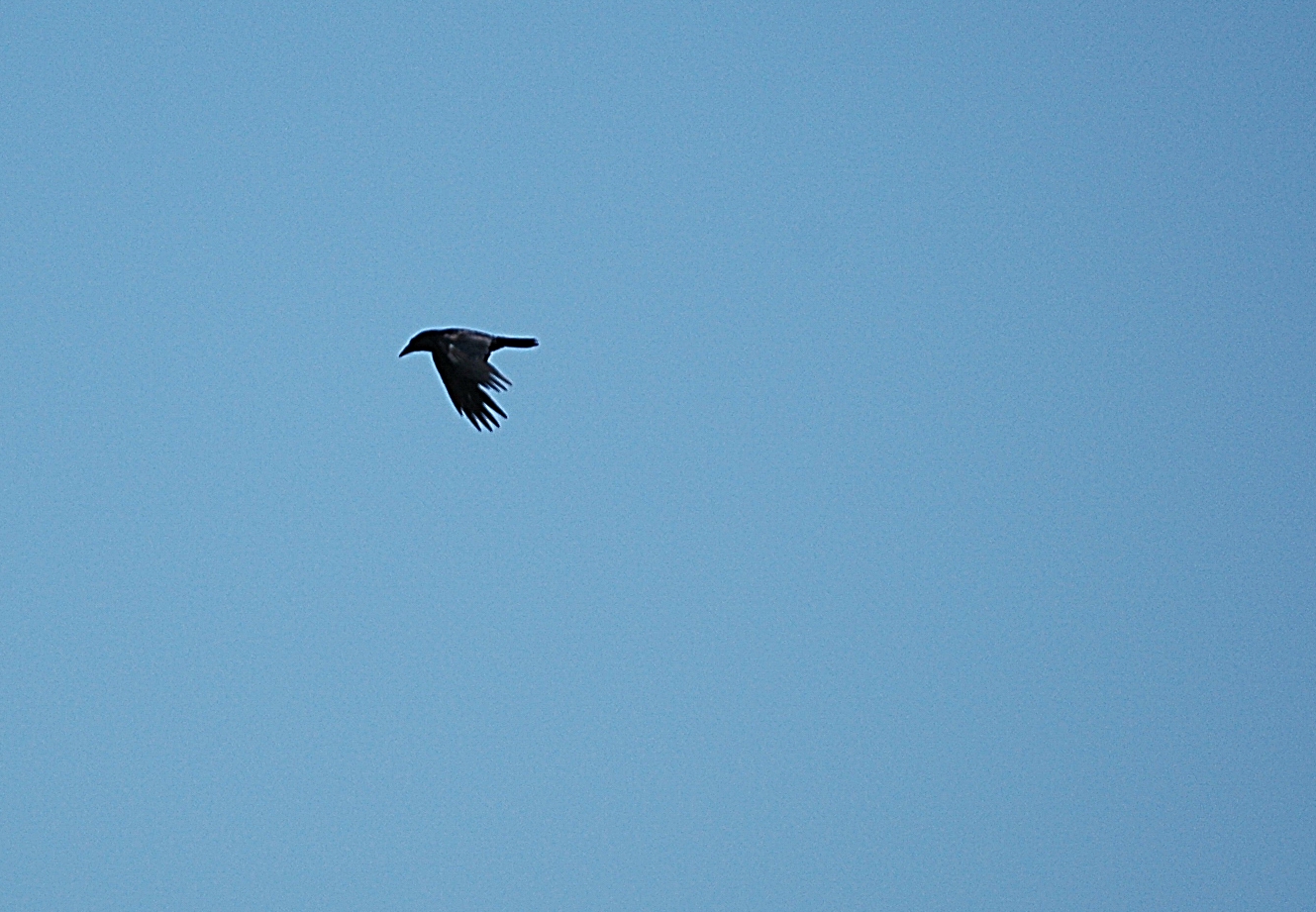 photos/wildlife/Bird_Species/184-Crows-Jays-Magpies/8418-Common_Raven/20080515-Lunga-02_sm.jpg