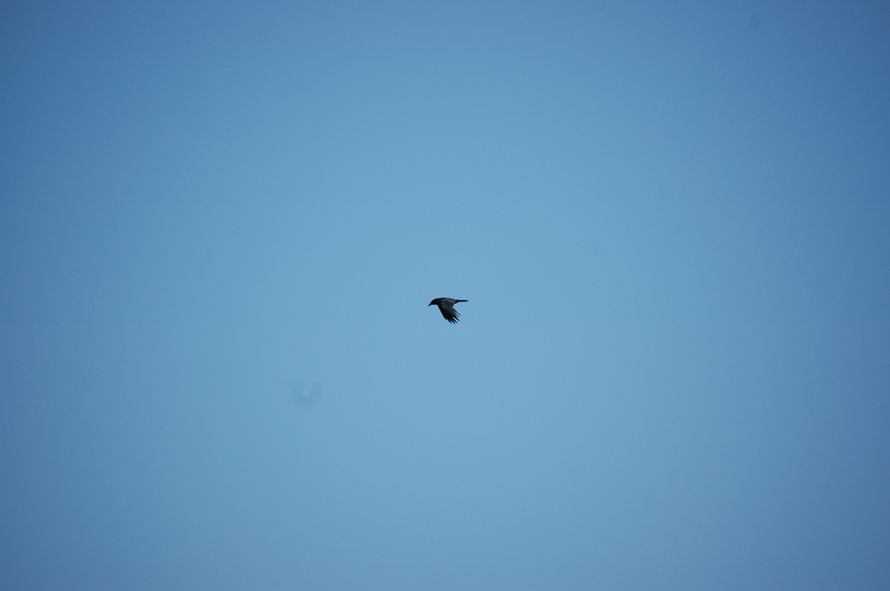 photos/wildlife/Bird_Species/184-Crows-Jays-Magpies/8418-Common_Raven/20080515-Lunga-03.jpg