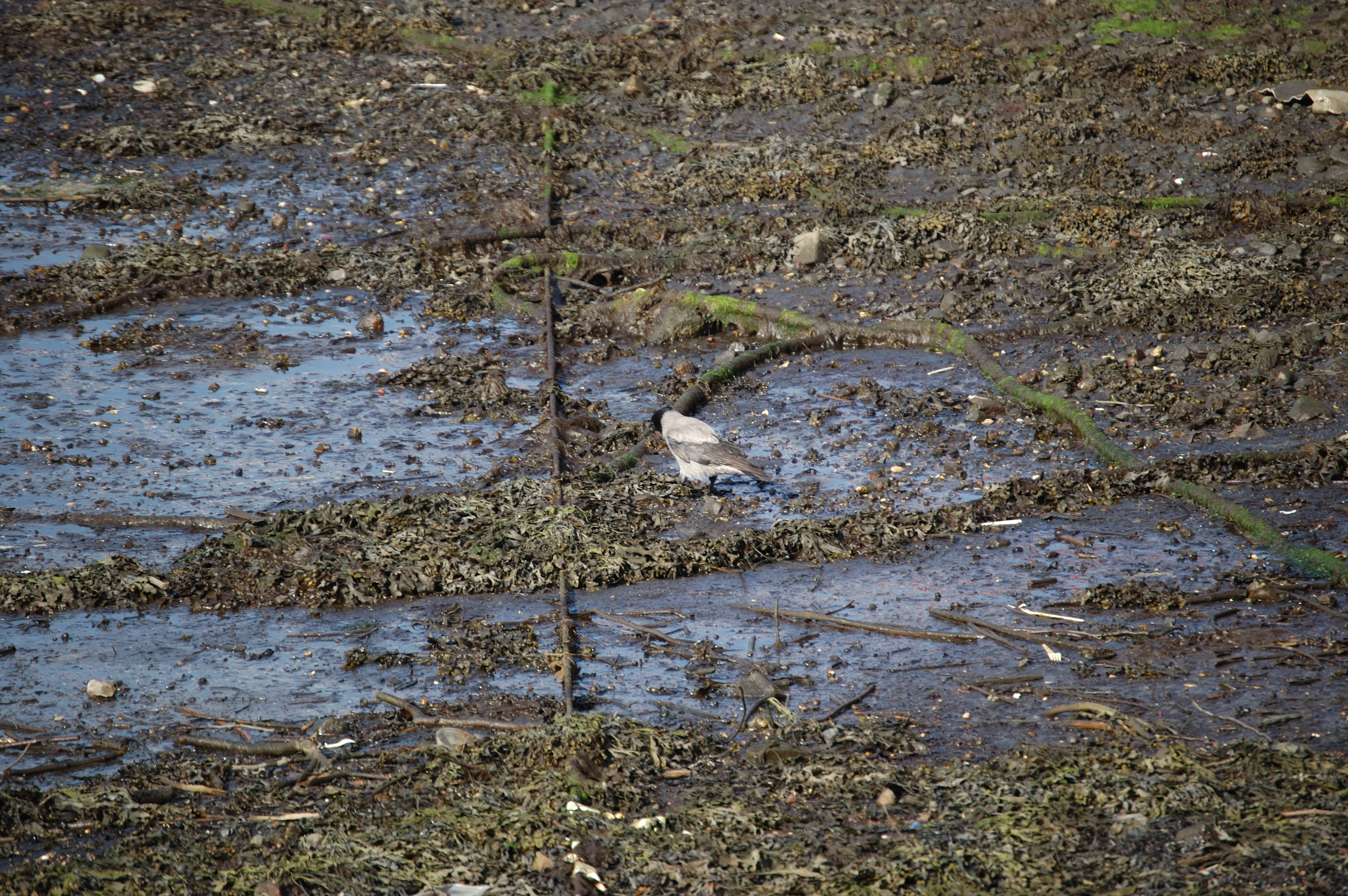 photos/wildlife/Bird_Species/184-Crows-Jays-Magpies/9956-Hooded_Crow/20080513-Oban-01.jpg