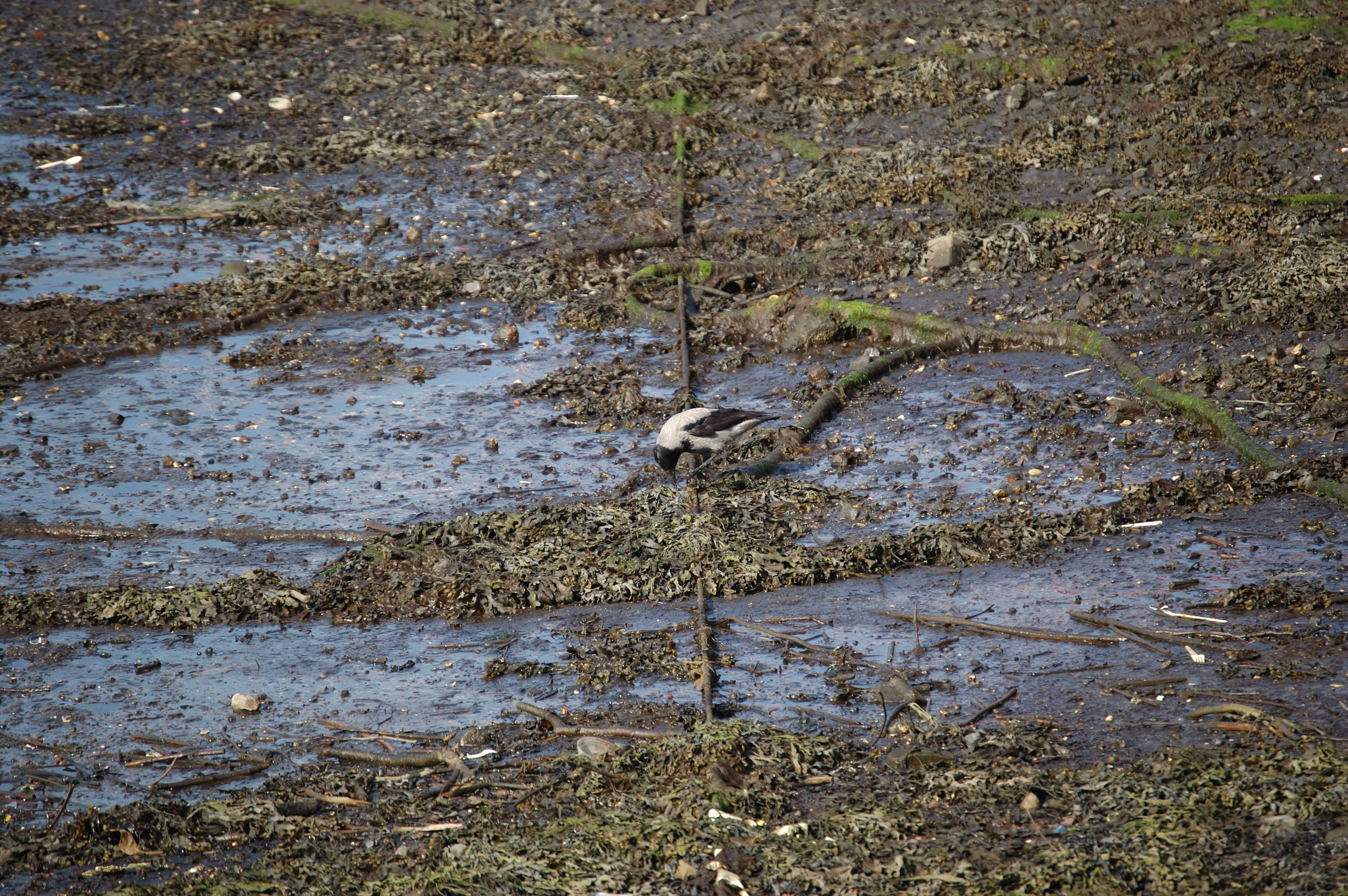photos/wildlife/Bird_Species/184-Crows-Jays-Magpies/9956-Hooded_Crow/20080513-Oban-02.jpg