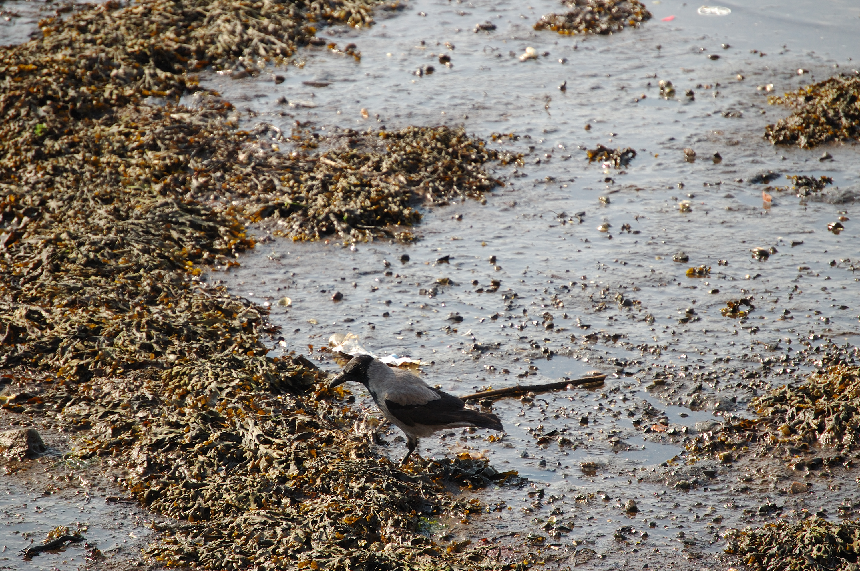 photos/wildlife/Bird_Species/184-Crows-Jays-Magpies/9956-Hooded_Crow/20080513-Oban-03.jpg