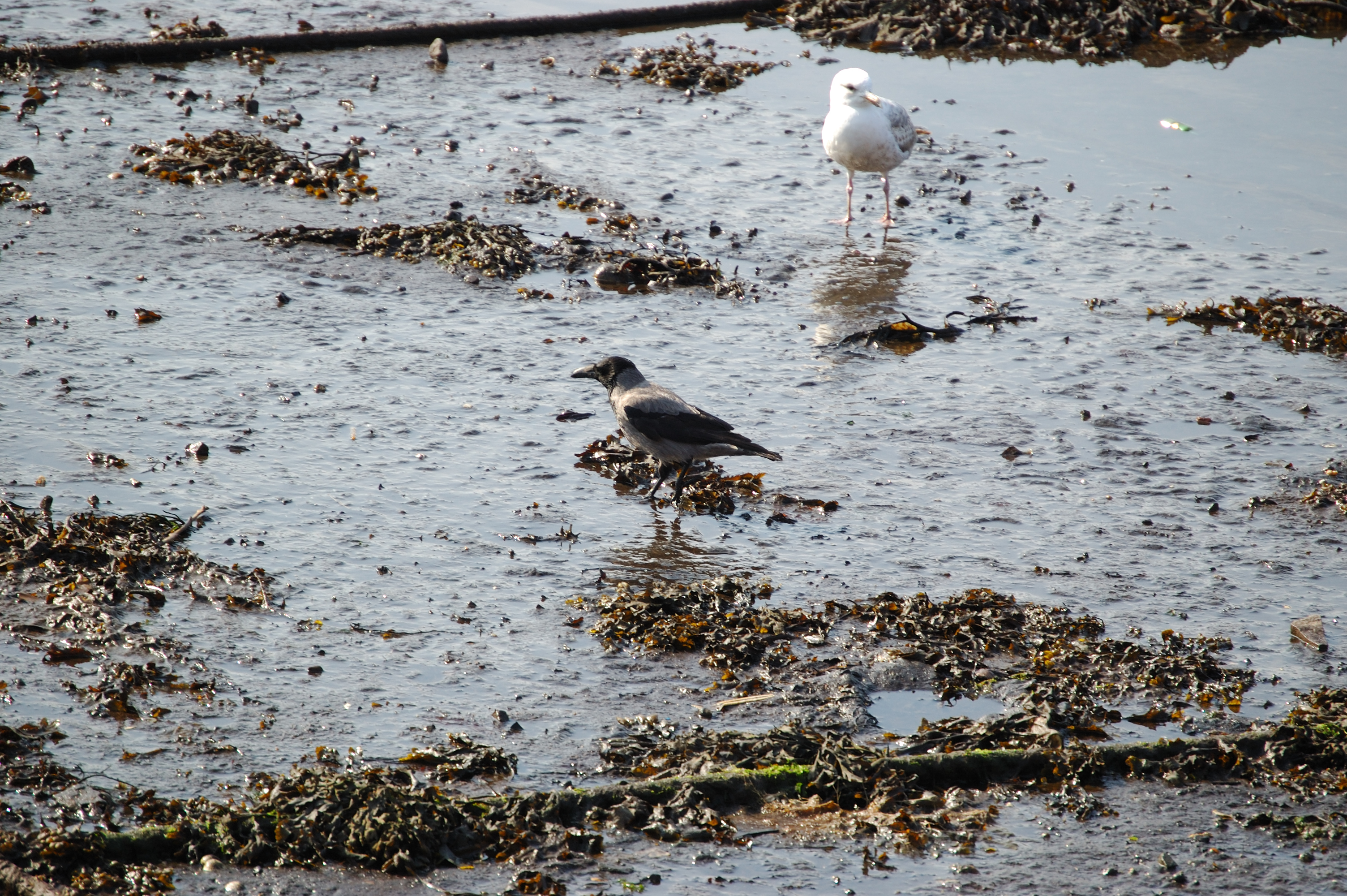 photos/wildlife/Bird_Species/184-Crows-Jays-Magpies/9956-Hooded_Crow/20080513-Oban-04.jpg