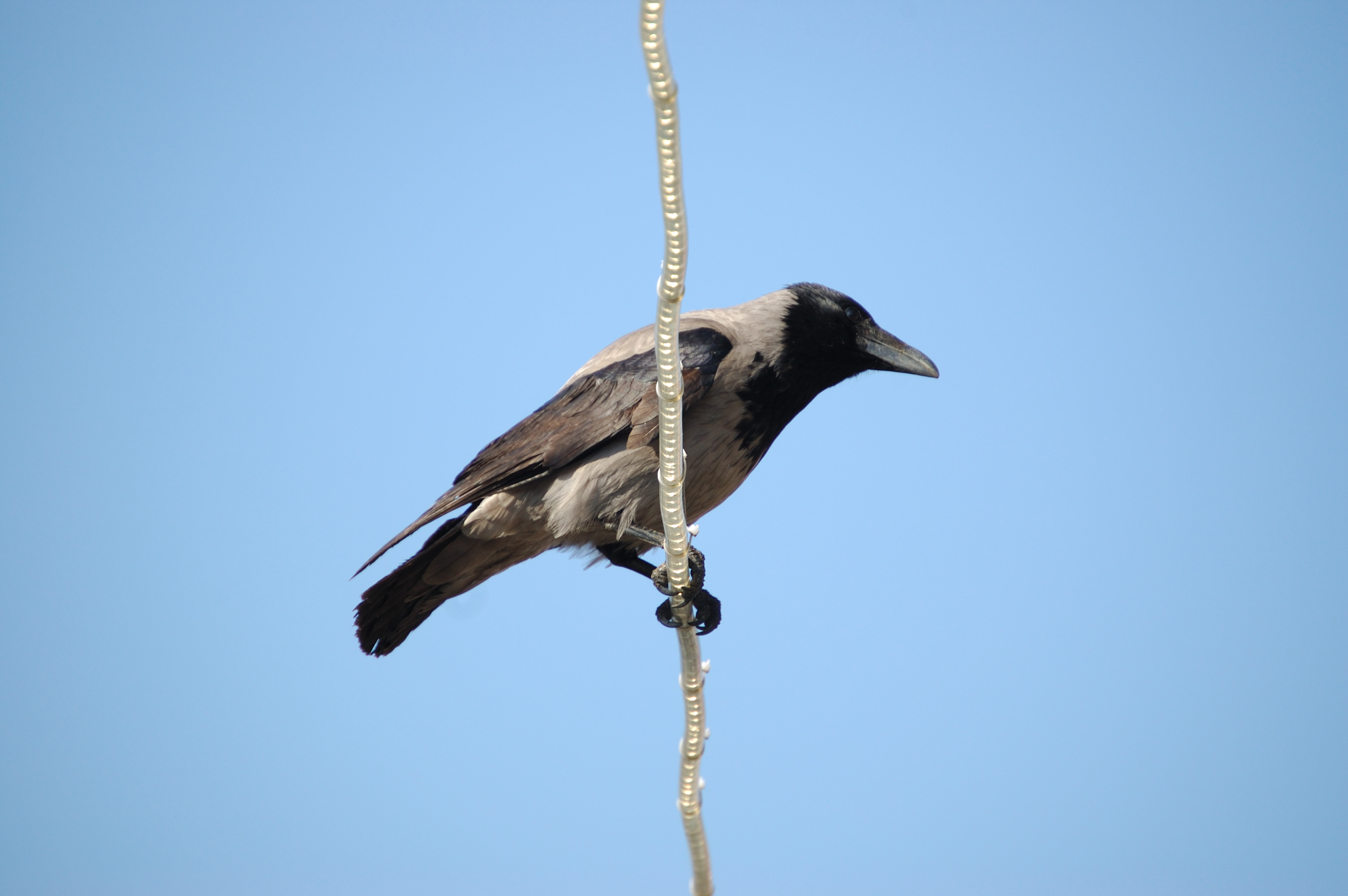 photos/wildlife/Bird_Species/184-Crows-Jays-Magpies/9956-Hooded_Crow/20080513-Oban-05.jpg