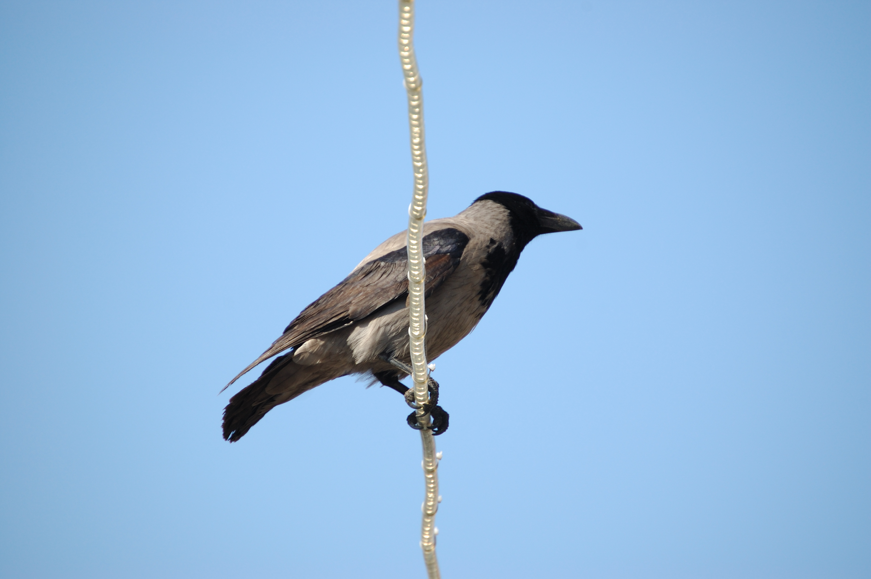 photos/wildlife/Bird_Species/184-Crows-Jays-Magpies/9956-Hooded_Crow/20080513-Oban-06.jpg