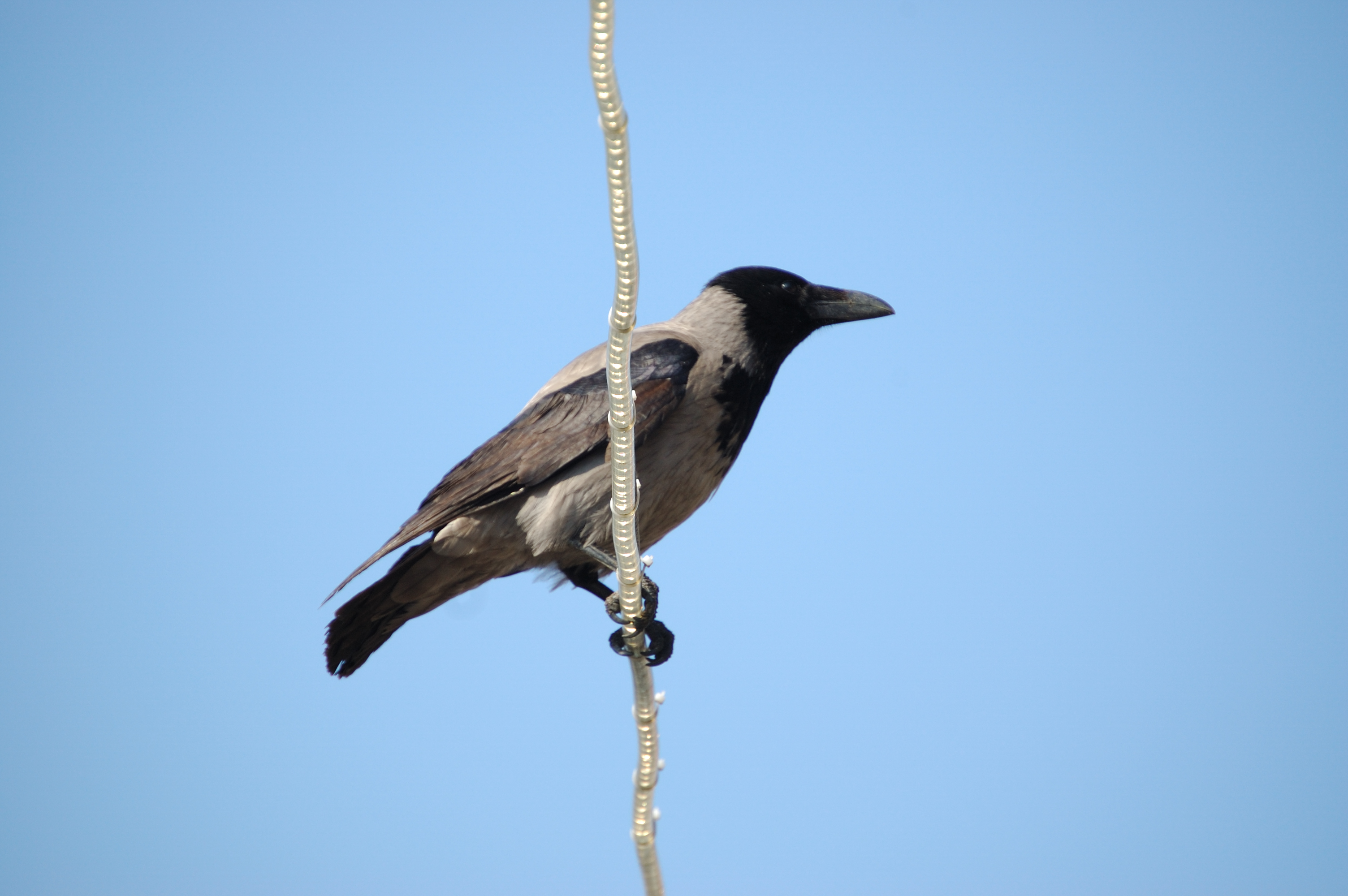 photos/wildlife/Bird_Species/184-Crows-Jays-Magpies/9956-Hooded_Crow/20080513-Oban-07.jpg