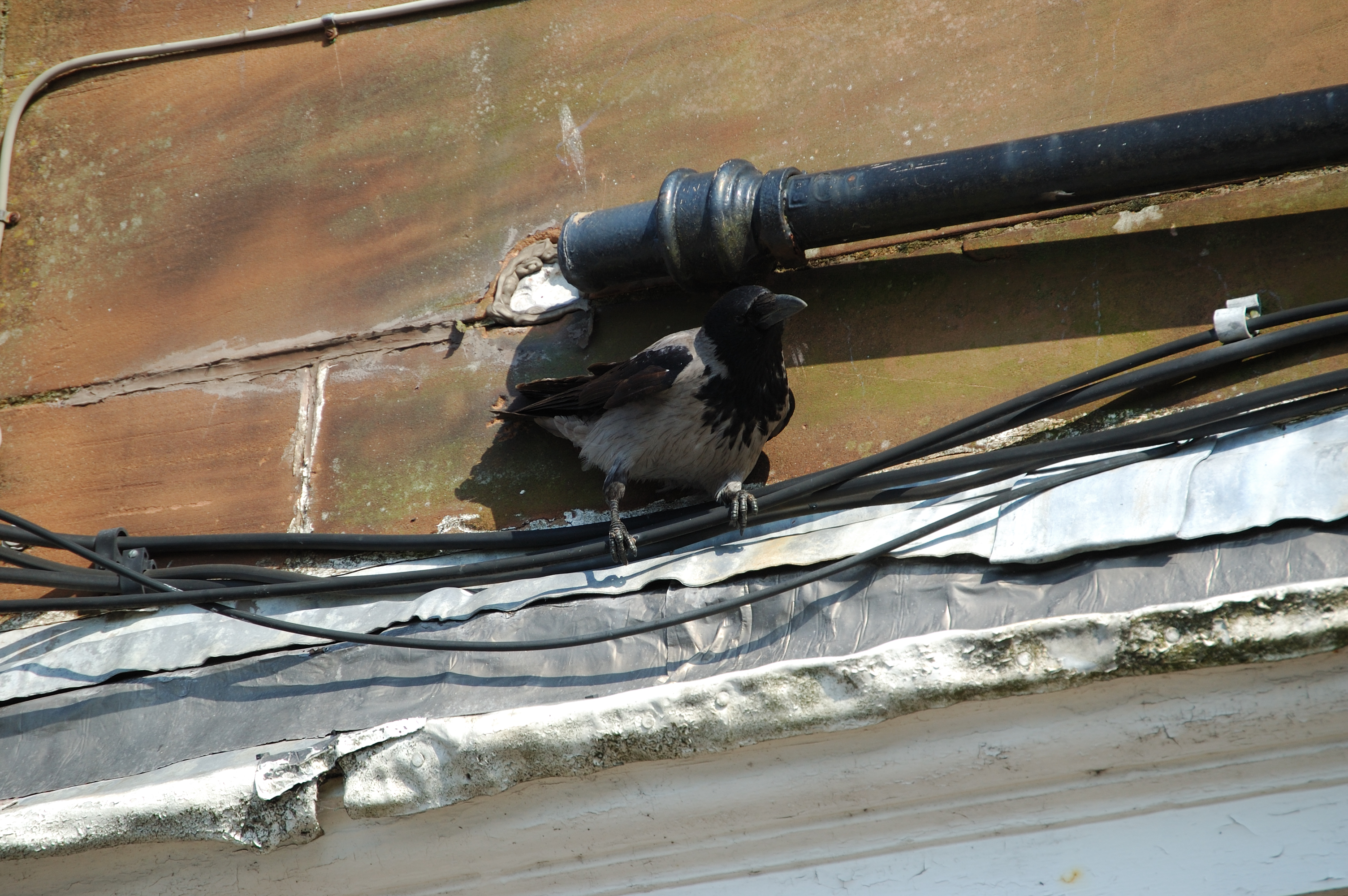 photos/wildlife/Bird_Species/184-Crows-Jays-Magpies/9956-Hooded_Crow/20080513-Oban-08.jpg