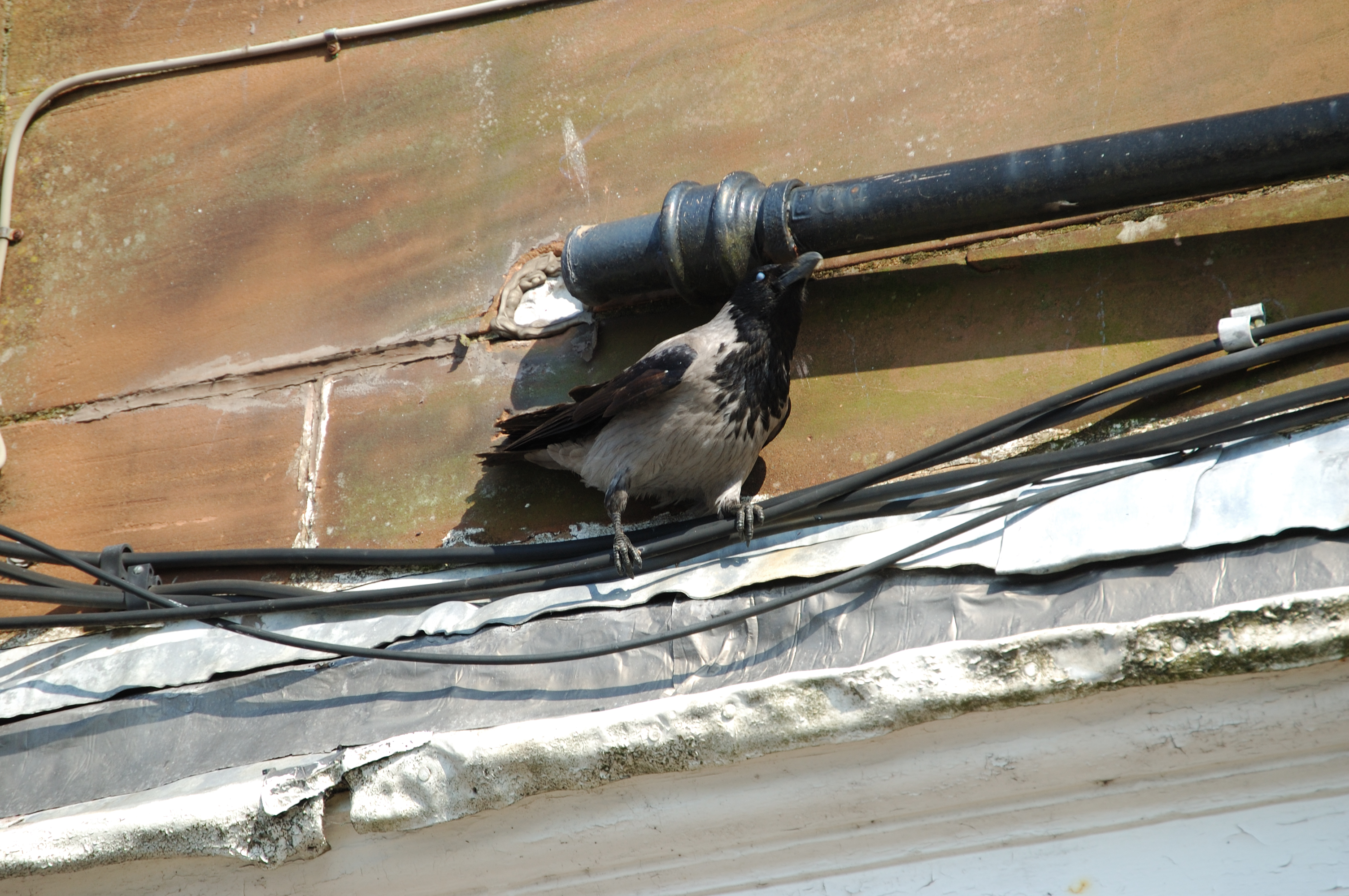 photos/wildlife/Bird_Species/184-Crows-Jays-Magpies/9956-Hooded_Crow/20080513-Oban-09.jpg