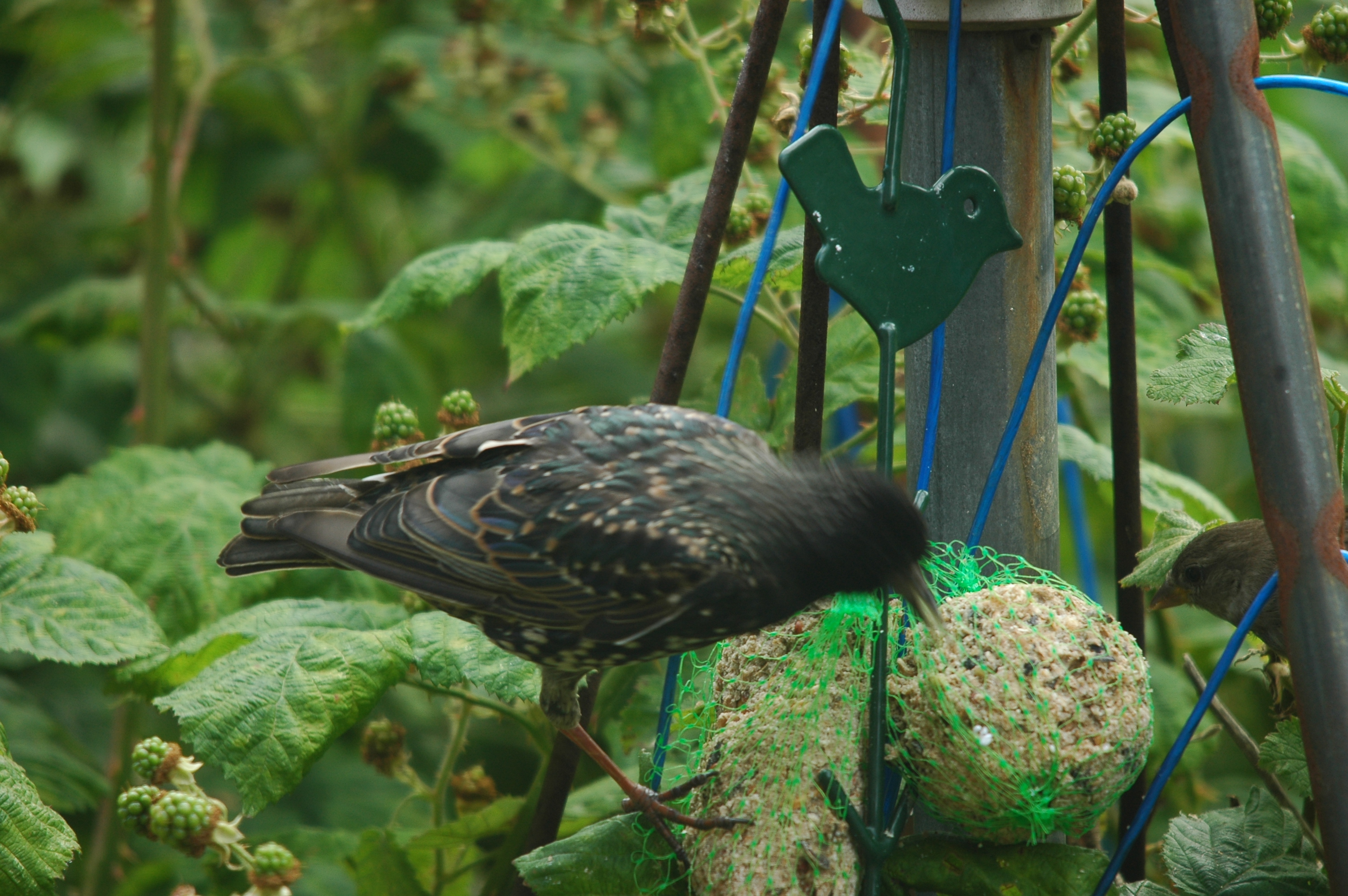 photos/wildlife/Bird_Species/186-Starling-Mynas/8533-Common_Starling/20090715-Nottm-01.jpg
