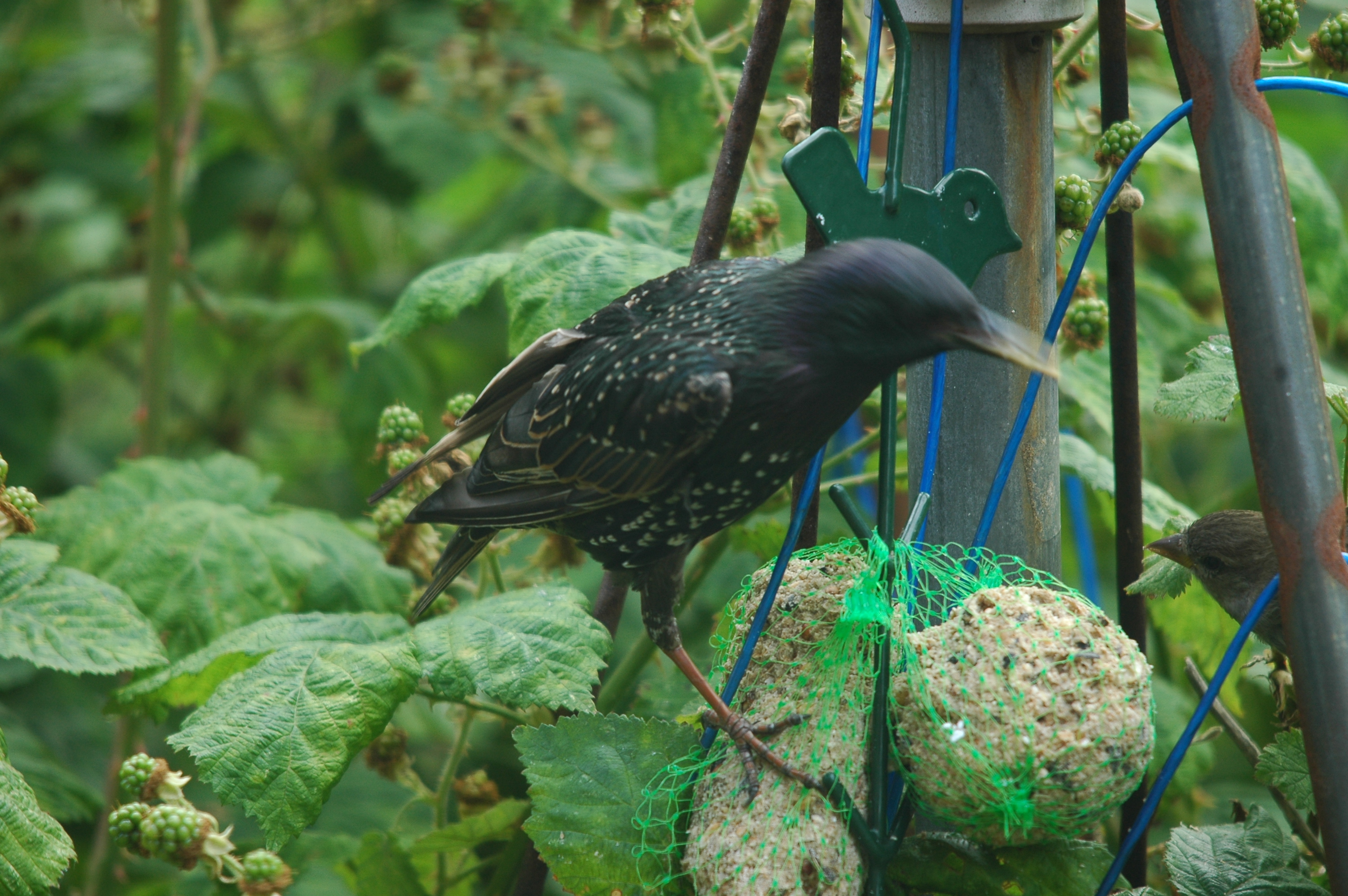 photos/wildlife/Bird_Species/186-Starling-Mynas/8533-Common_Starling/20090715-Nottm-02.jpg