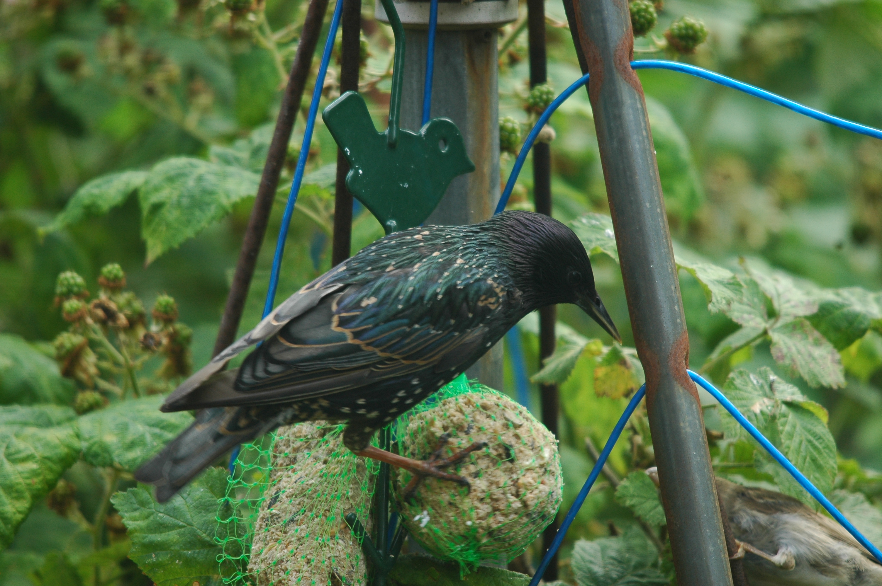 photos/wildlife/Bird_Species/186-Starling-Mynas/8533-Common_Starling/20090715-Nottm-03.jpg