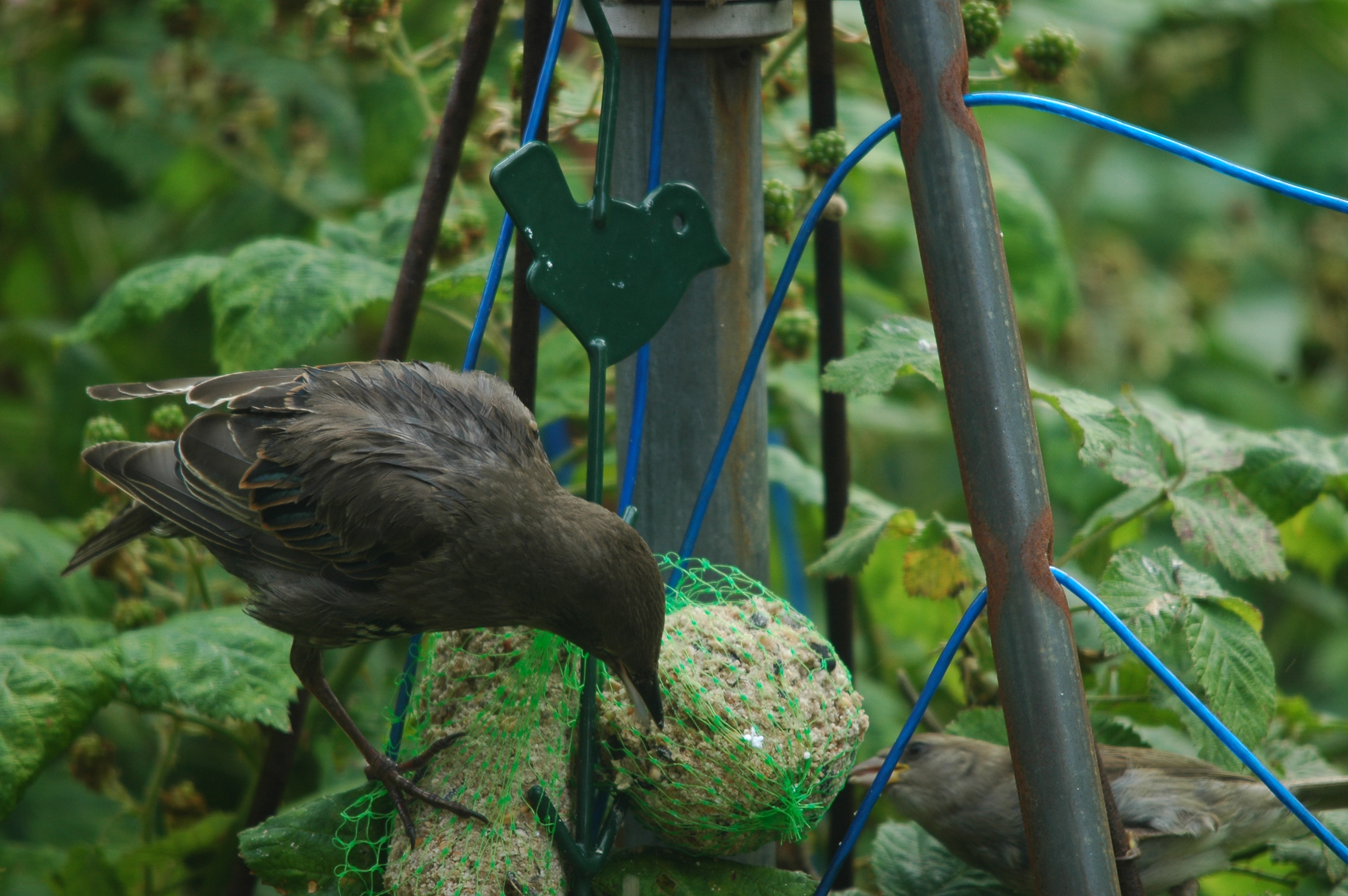 photos/wildlife/Bird_Species/186-Starling-Mynas/8533-Common_Starling/20090715-Nottm-04.jpg