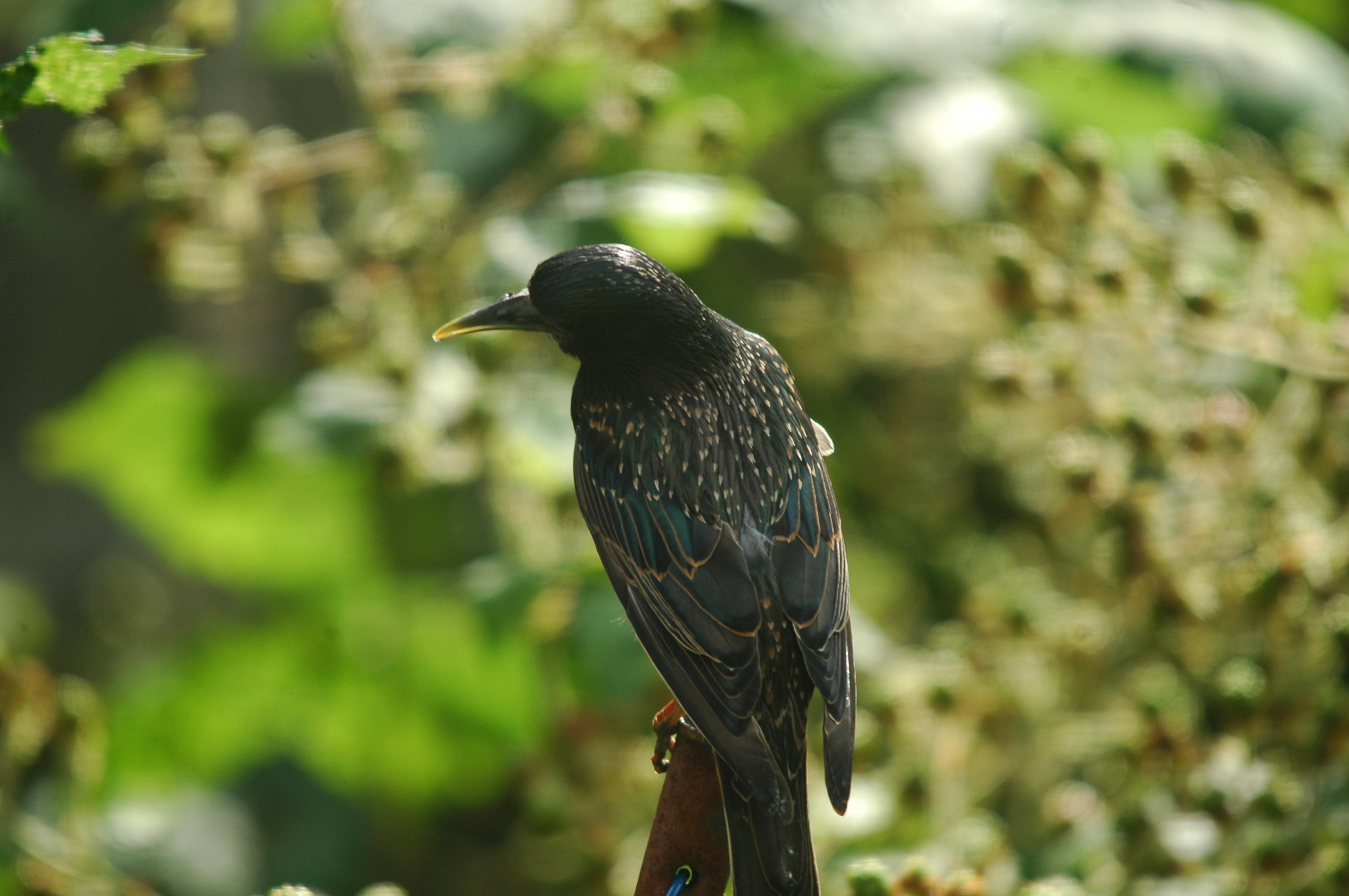 photos/wildlife/Bird_Species/186-Starling-Mynas/8533-Common_Starling/20090715-Nottm-06.jpg