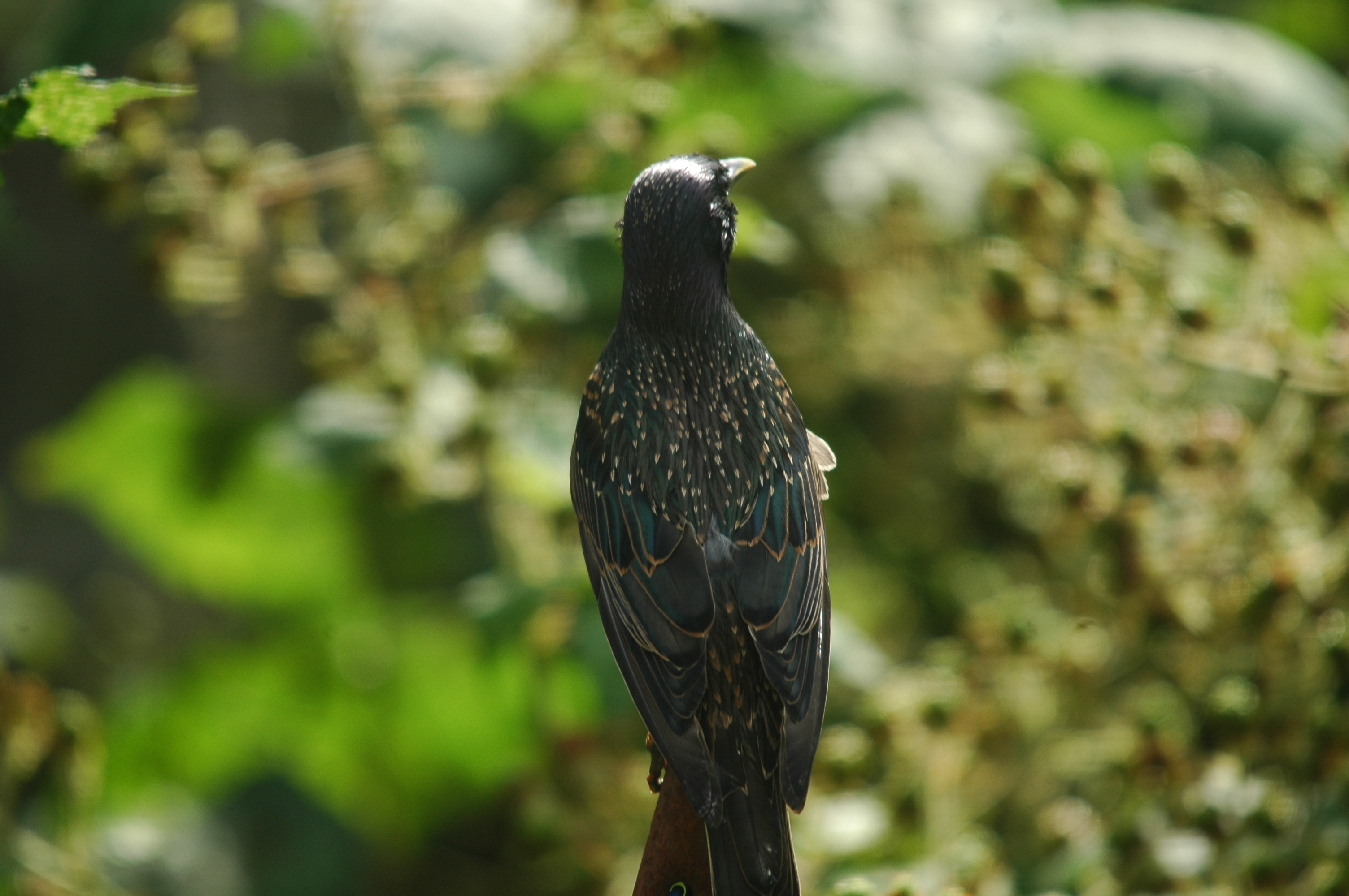 photos/wildlife/Bird_Species/186-Starling-Mynas/8533-Common_Starling/20090715-Nottm-07.jpg