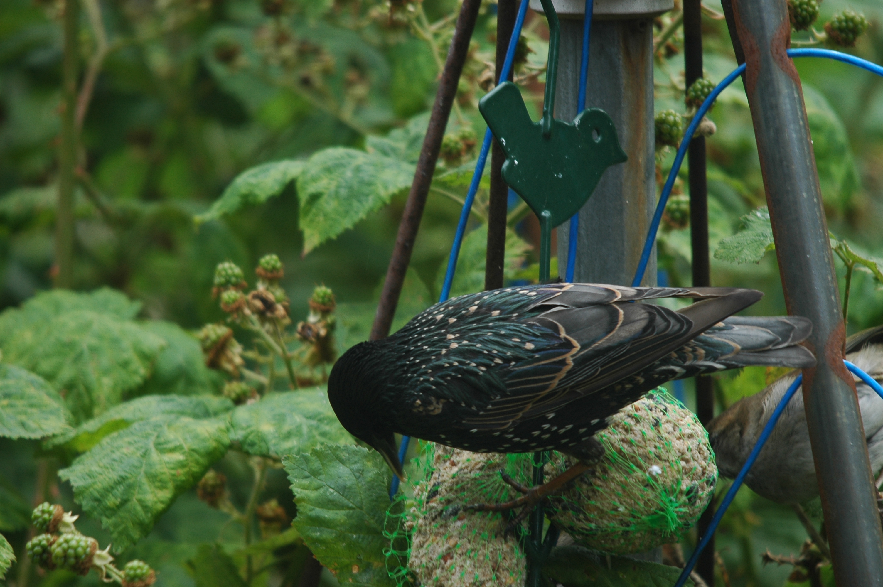 photos/wildlife/Bird_Species/186-Starling-Mynas/8533-Common_Starling/20090715-Nottm-08.jpg