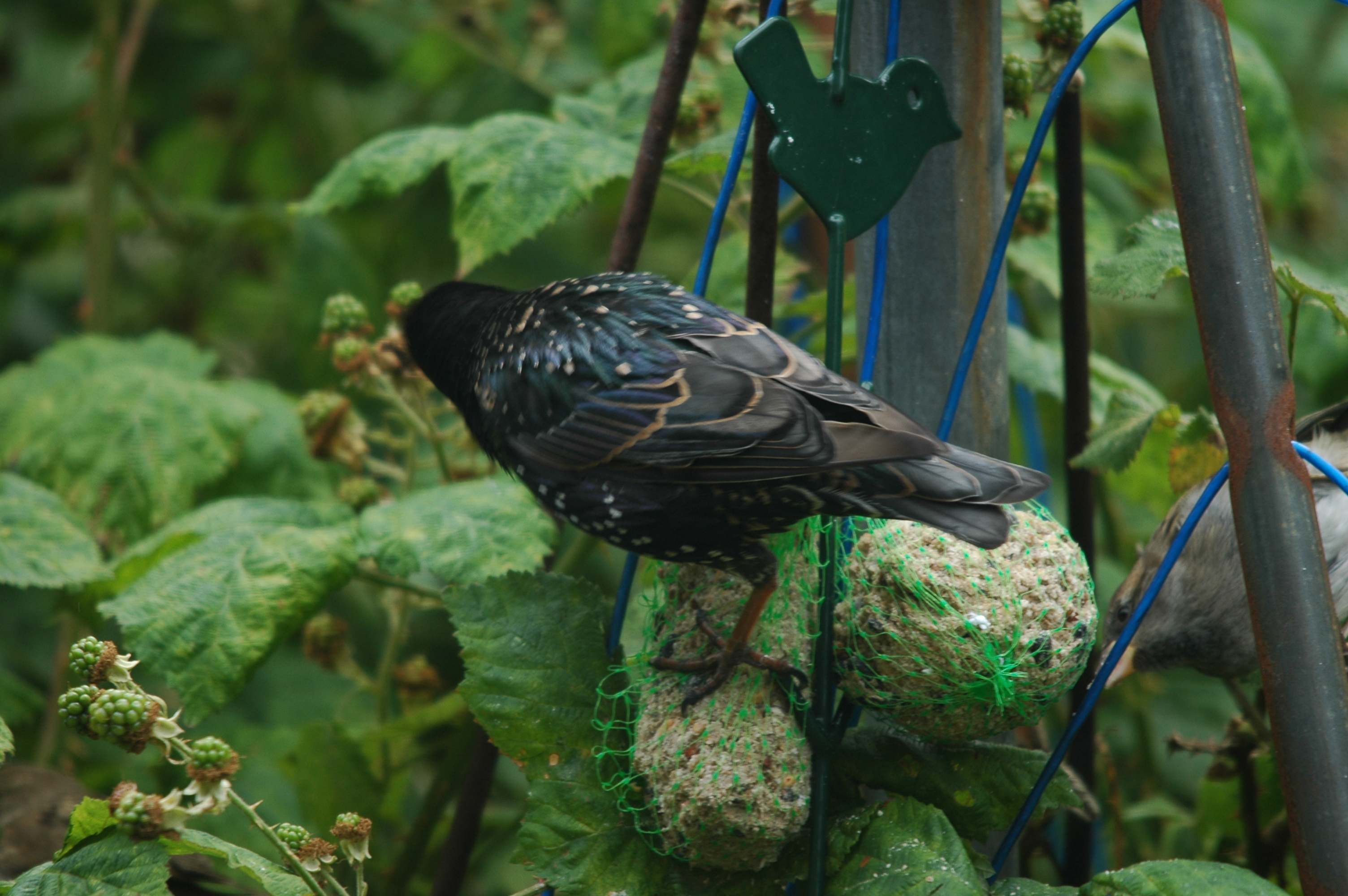 photos/wildlife/Bird_Species/186-Starling-Mynas/8533-Common_Starling/20090715-Nottm-09.jpg