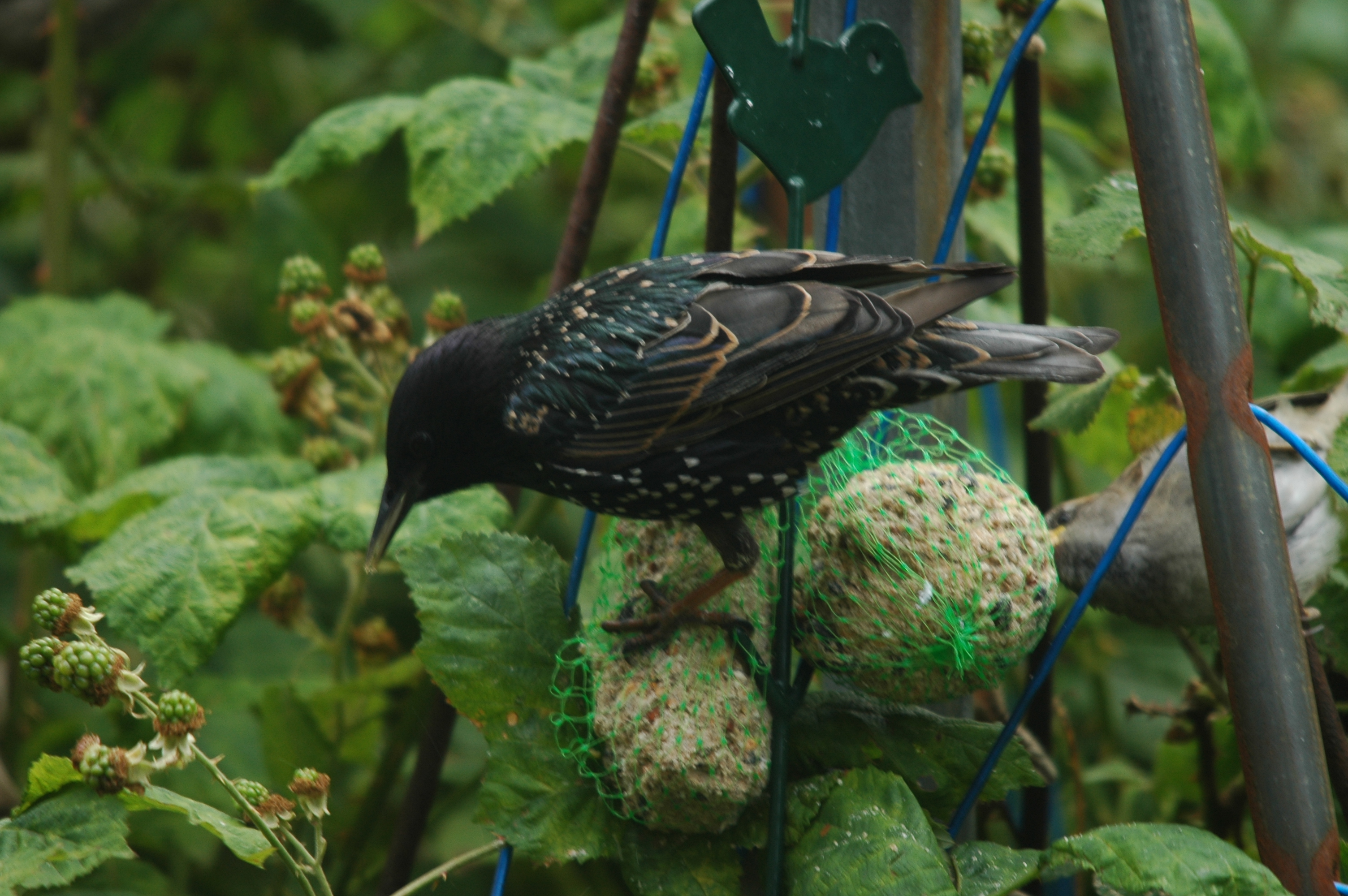 photos/wildlife/Bird_Species/186-Starling-Mynas/8533-Common_Starling/20090715-Nottm-10.jpg