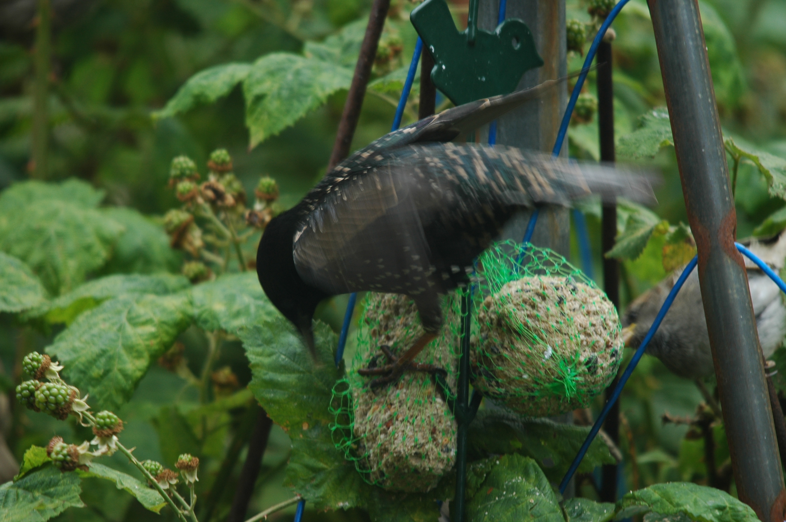 photos/wildlife/Bird_Species/186-Starling-Mynas/8533-Common_Starling/20090715-Nottm-11.jpg