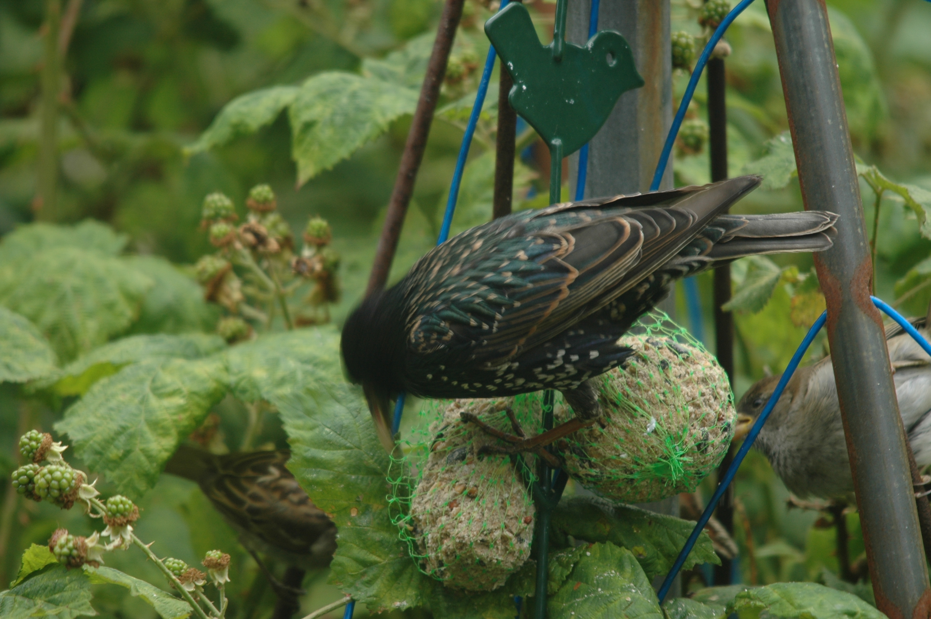photos/wildlife/Bird_Species/186-Starling-Mynas/8533-Common_Starling/20090715-Nottm-12.jpg