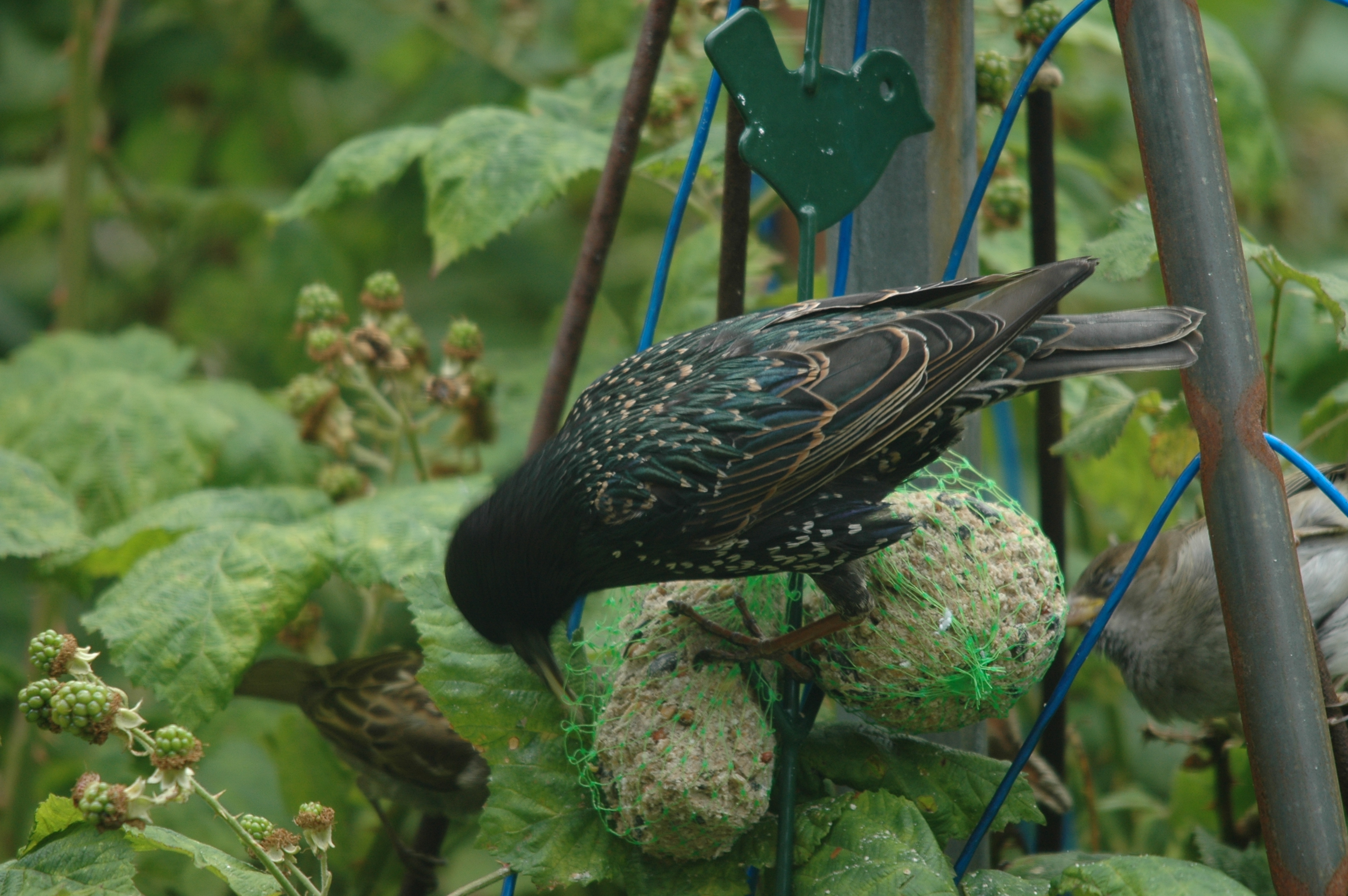 photos/wildlife/Bird_Species/186-Starling-Mynas/8533-Common_Starling/20090715-Nottm-13.jpg