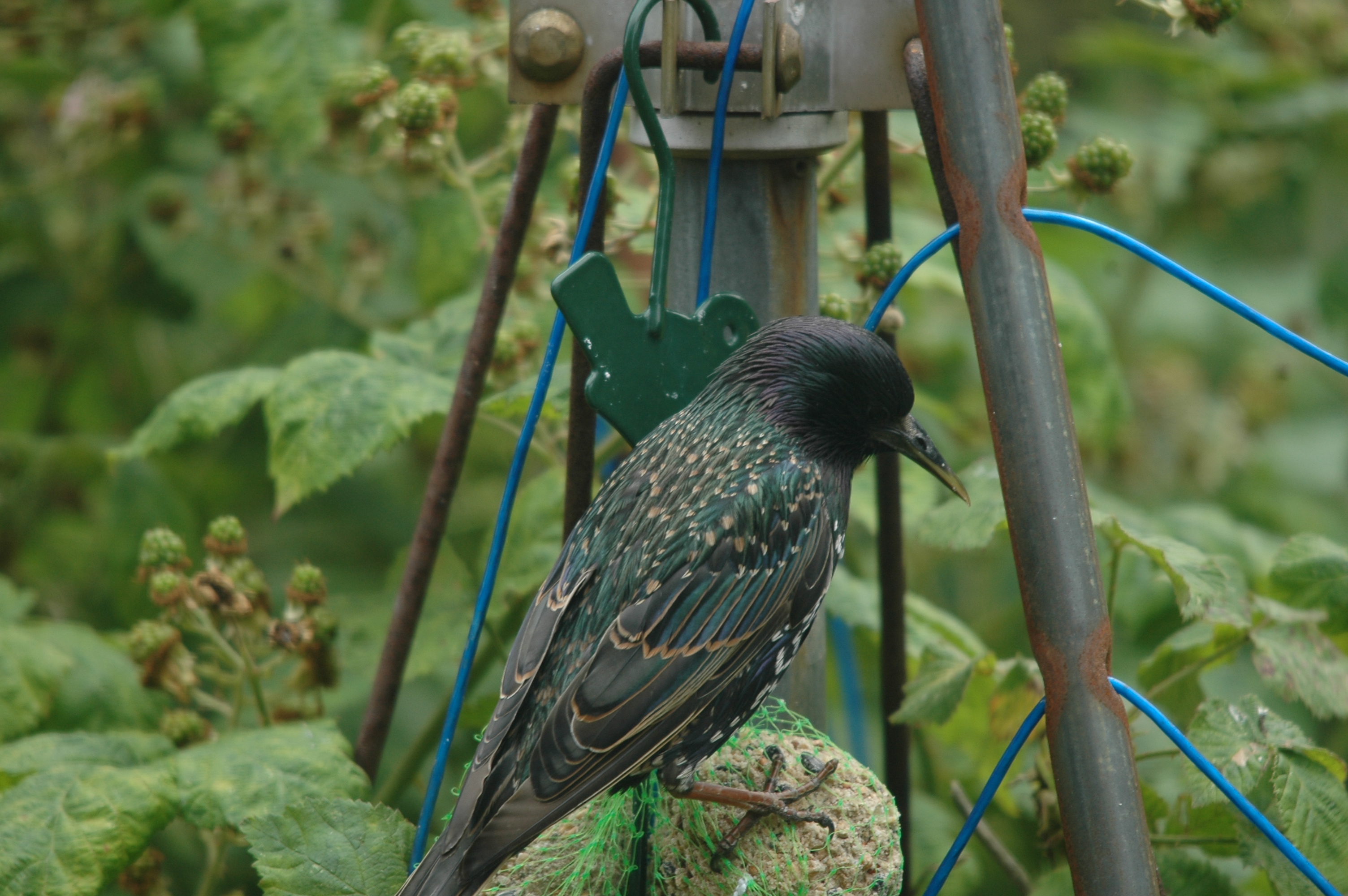 photos/wildlife/Bird_Species/186-Starling-Mynas/8533-Common_Starling/20090715-Nottm-15.jpg