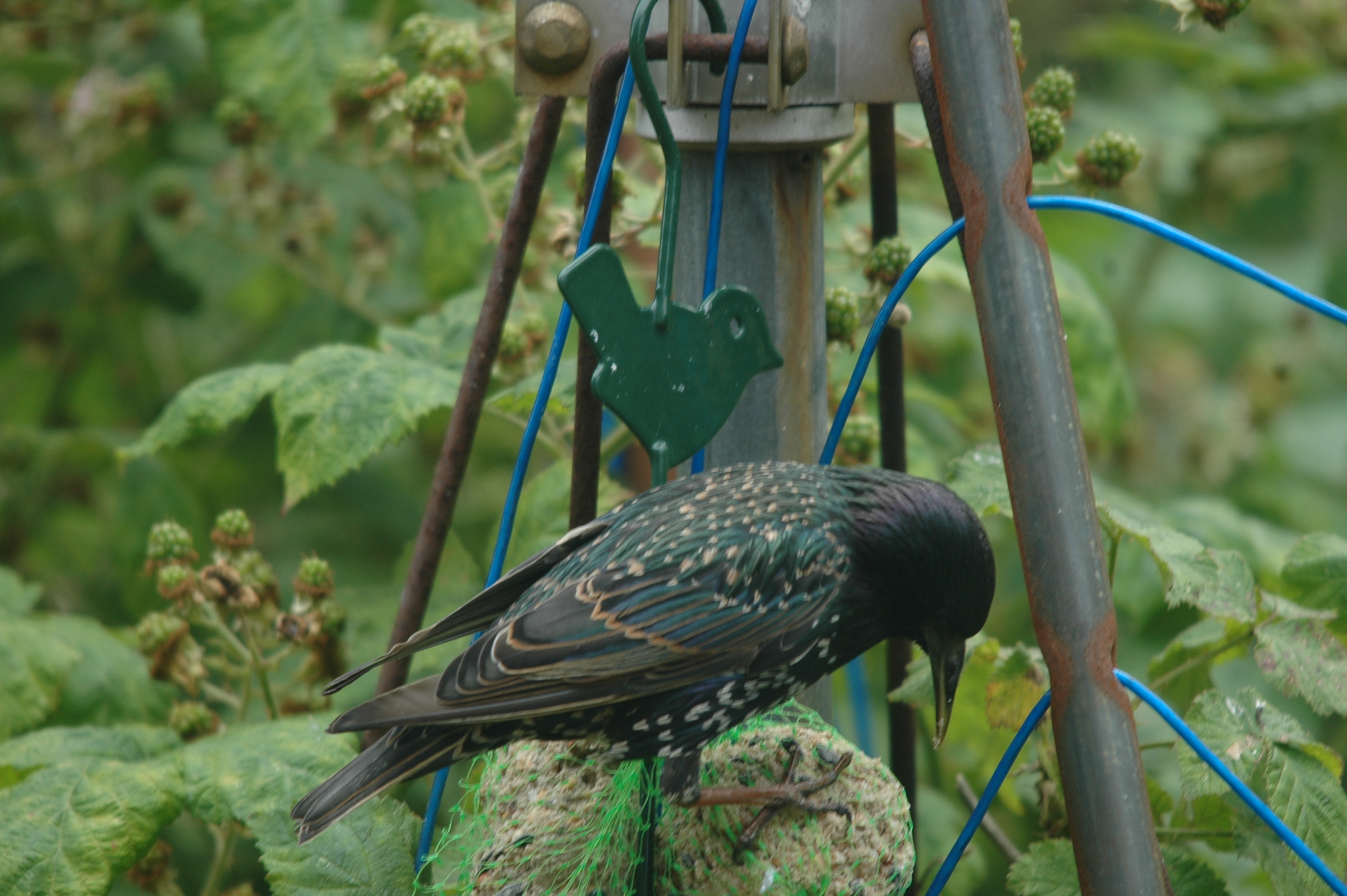 photos/wildlife/Bird_Species/186-Starling-Mynas/8533-Common_Starling/20090715-Nottm-16.jpg