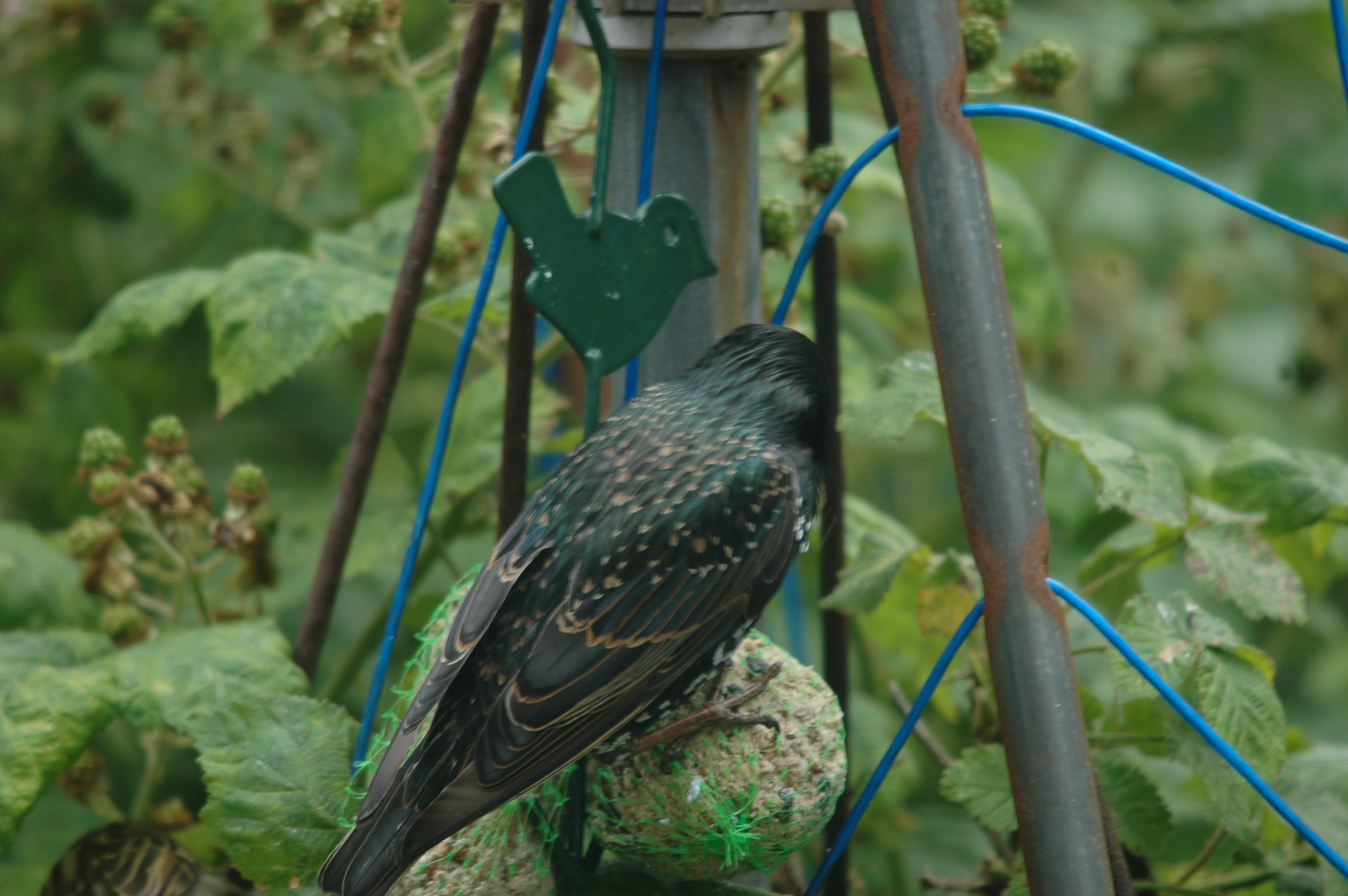 photos/wildlife/Bird_Species/186-Starling-Mynas/8533-Common_Starling/20090715-Nottm-17.jpg