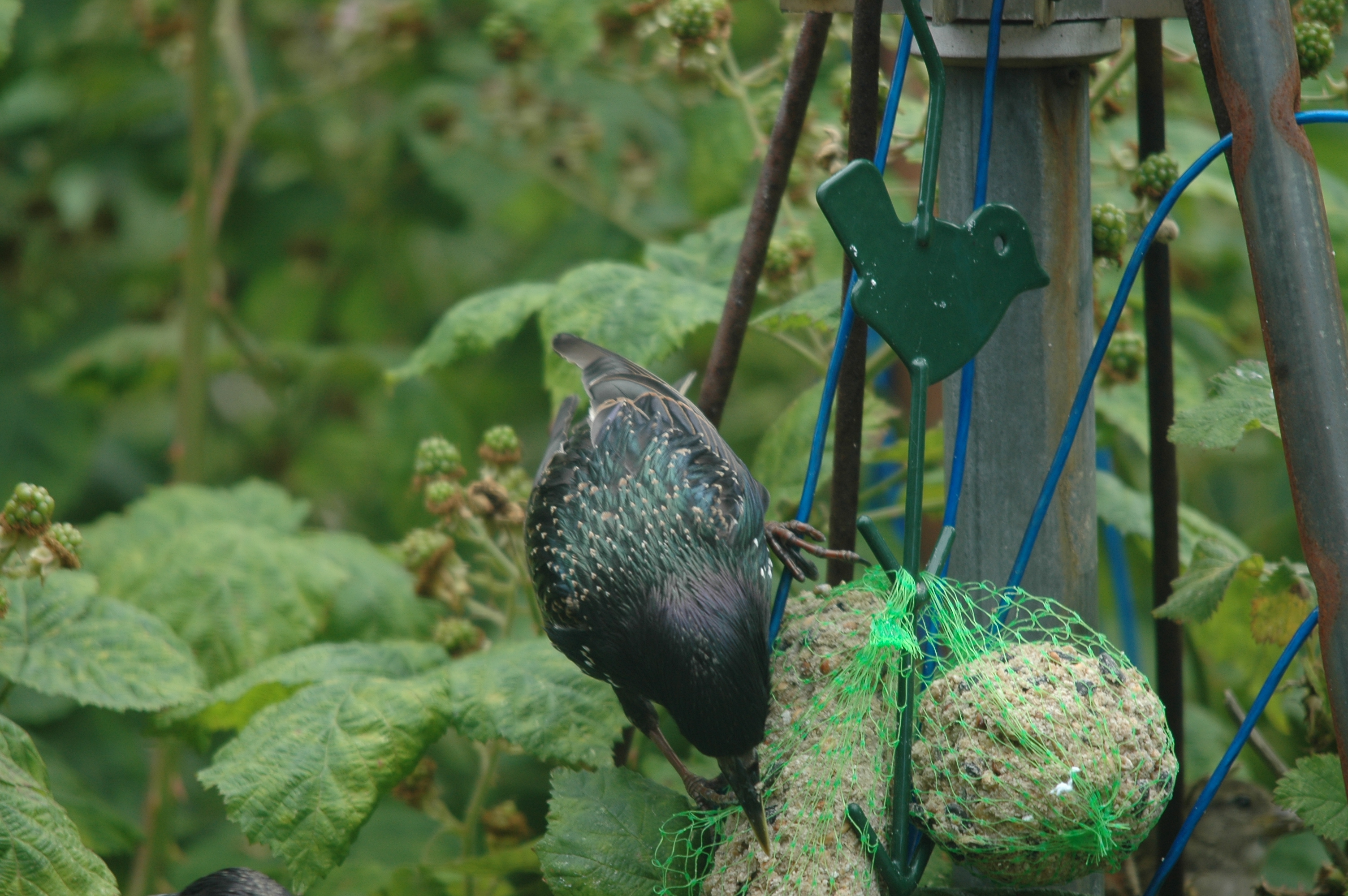 photos/wildlife/Bird_Species/186-Starling-Mynas/8533-Common_Starling/20090715-Nottm-18.jpg