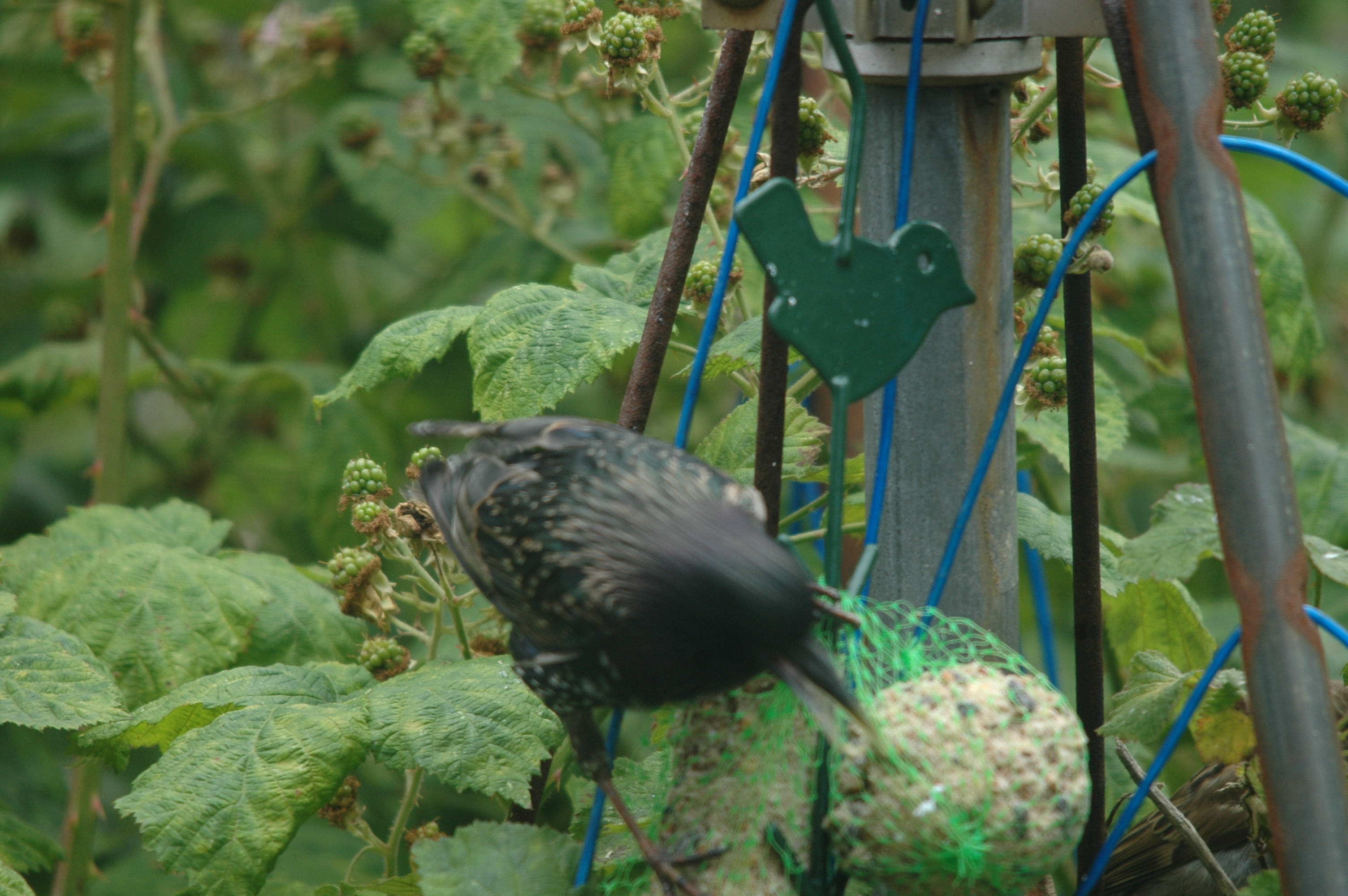 photos/wildlife/Bird_Species/186-Starling-Mynas/8533-Common_Starling/20090715-Nottm-20.jpg