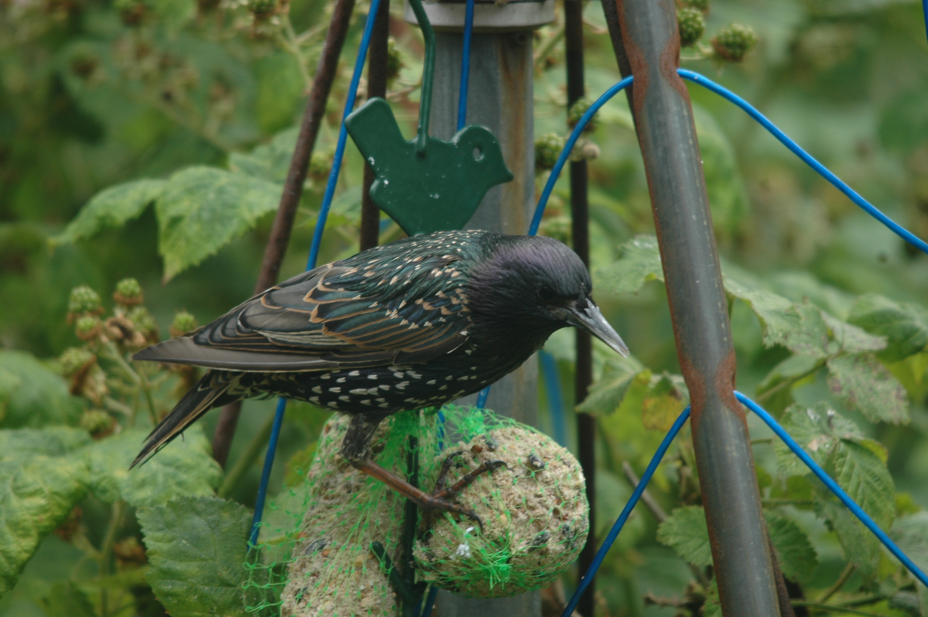 photos/wildlife/Bird_Species/186-Starling-Mynas/8533-Common_Starling/20090715-Nottm-21.jpg