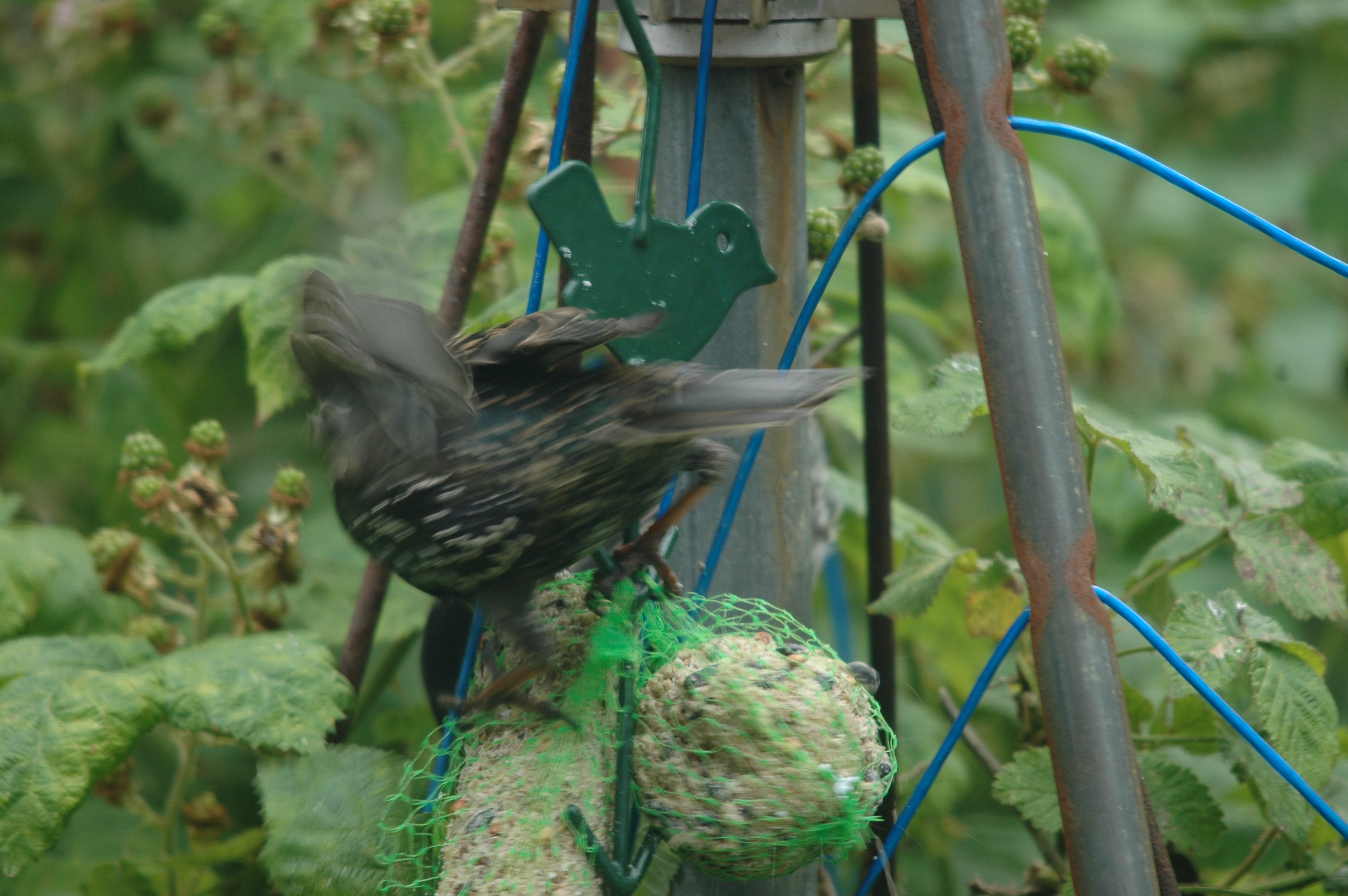 photos/wildlife/Bird_Species/186-Starling-Mynas/8533-Common_Starling/20090715-Nottm-22.jpg