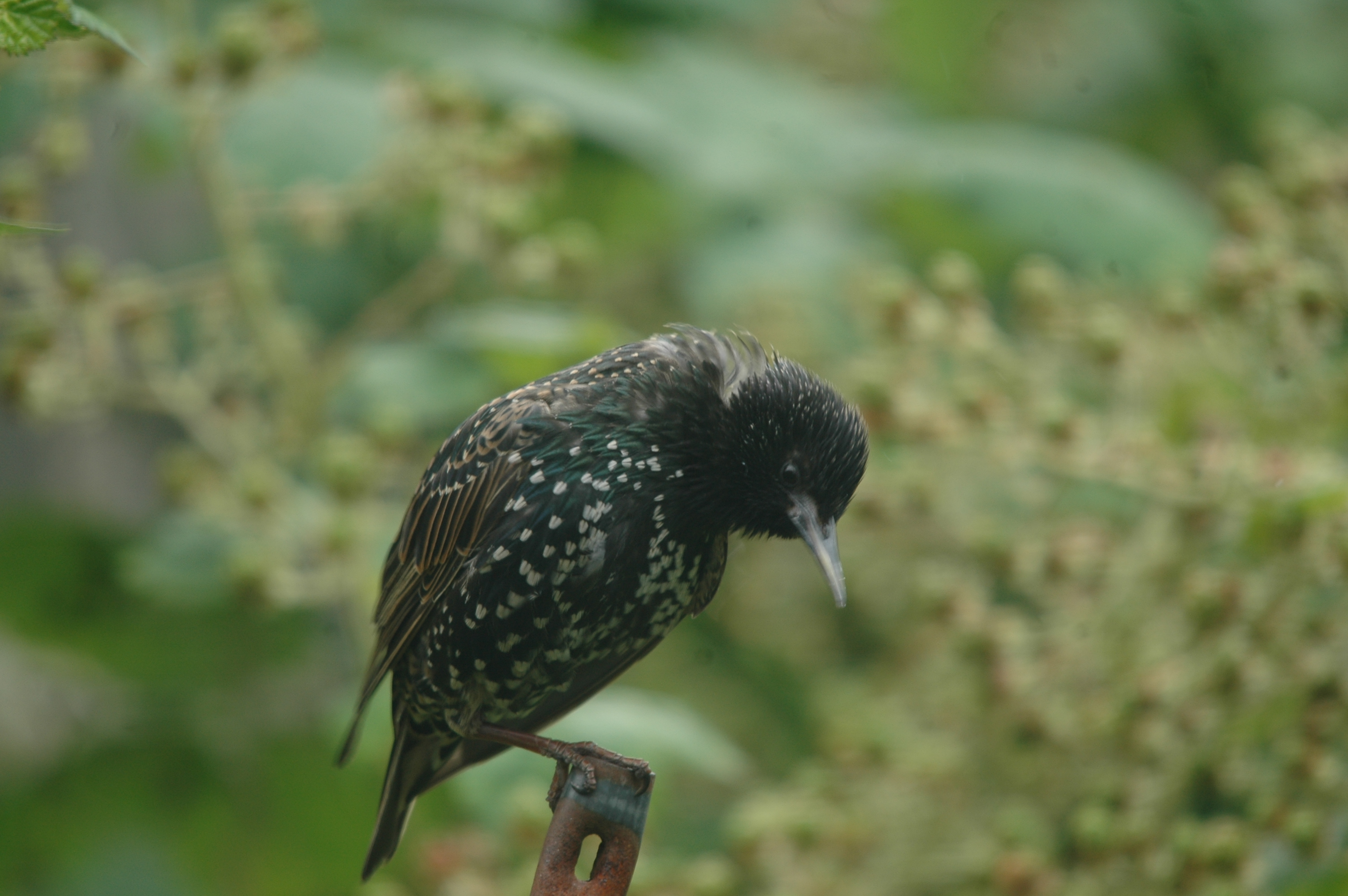 photos/wildlife/Bird_Species/186-Starling-Mynas/8533-Common_Starling/20090715-Nottm-23.jpg