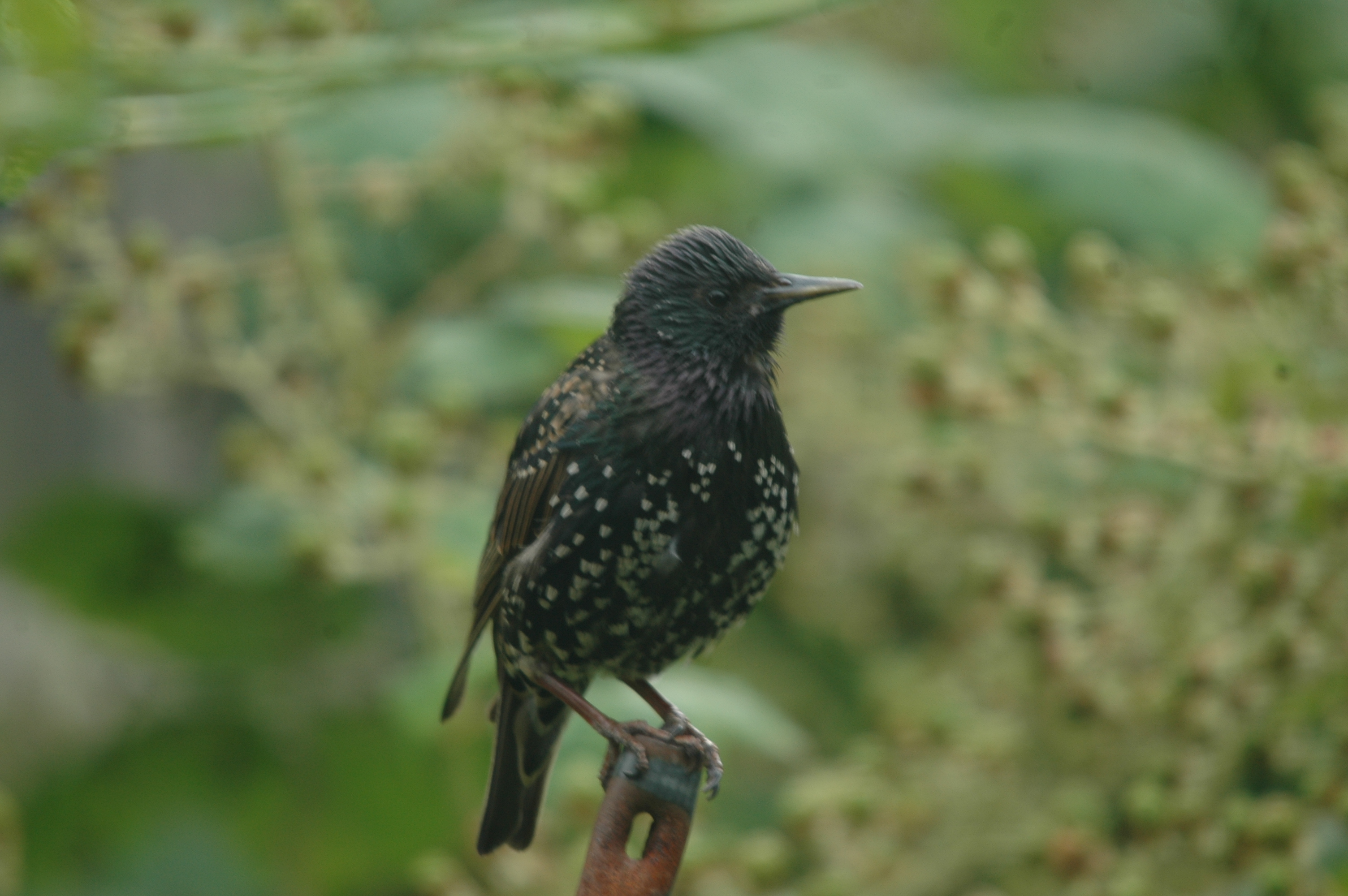 photos/wildlife/Bird_Species/186-Starling-Mynas/8533-Common_Starling/20090715-Nottm-24.jpg