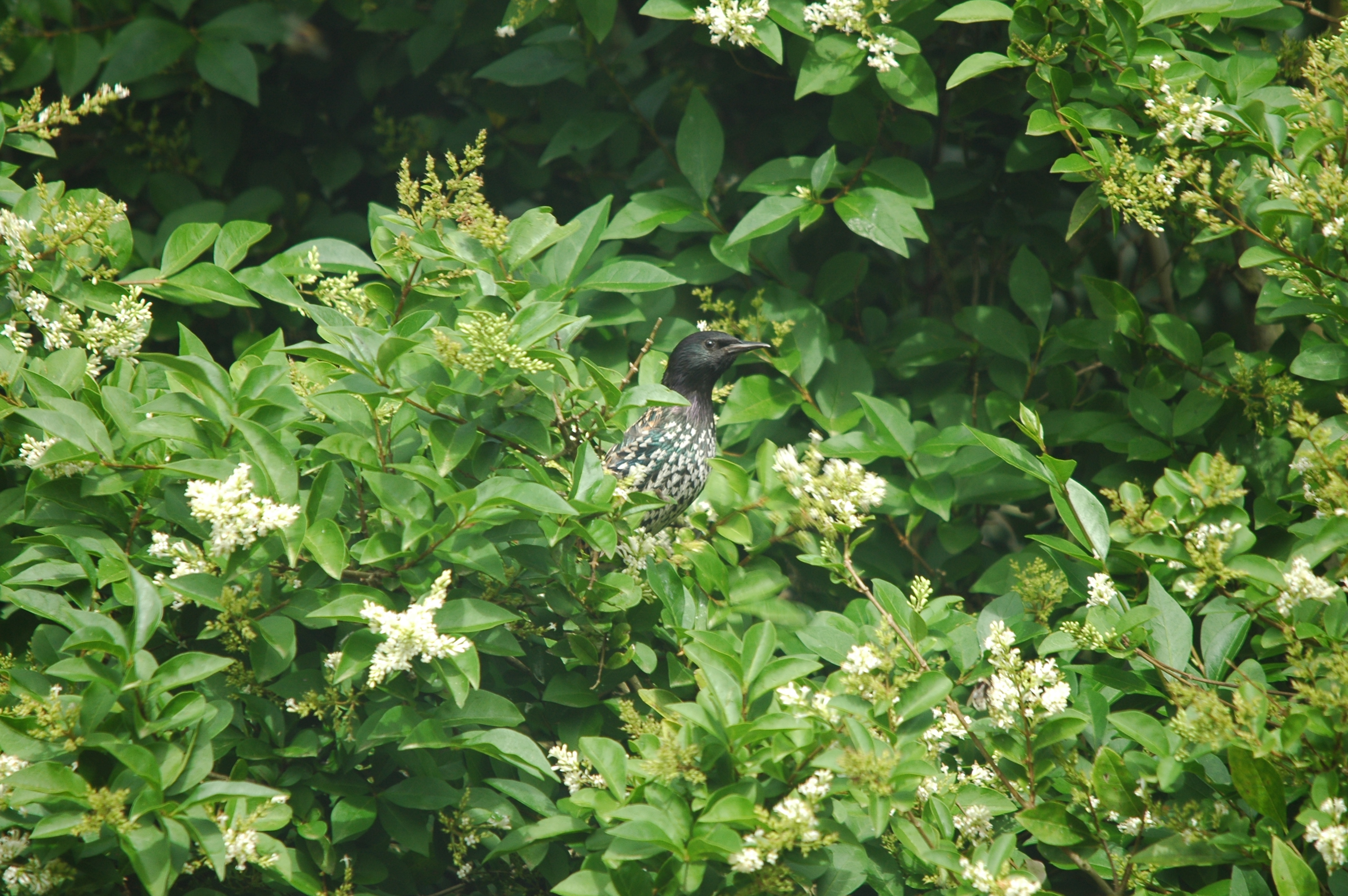 photos/wildlife/Bird_Species/186-Starling-Mynas/8533-Common_Starling/20090719-Burscough-01.jpg