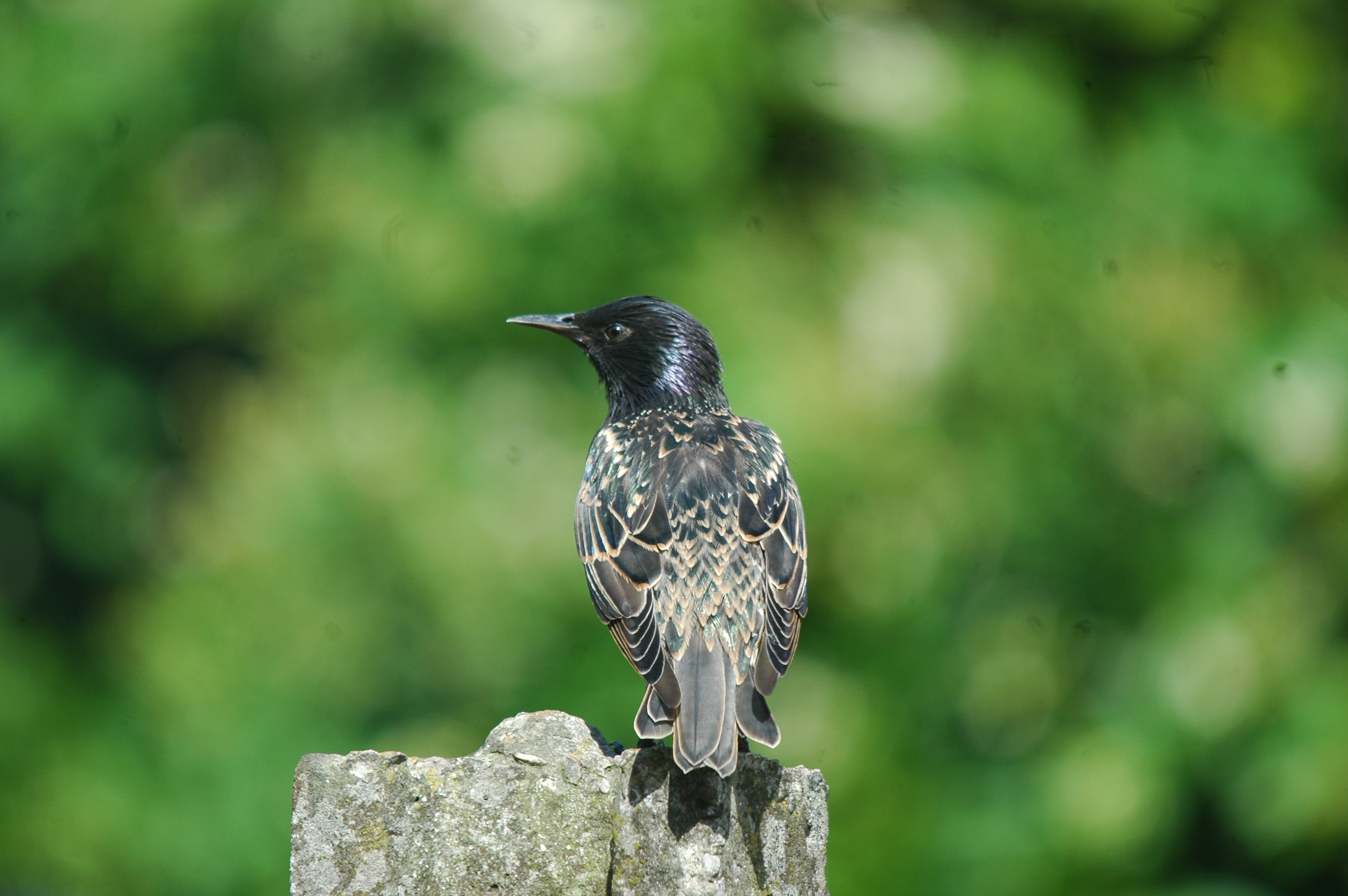 photos/wildlife/Bird_Species/186-Starling-Mynas/8533-Common_Starling/20090720-Burscough-01.jpg
