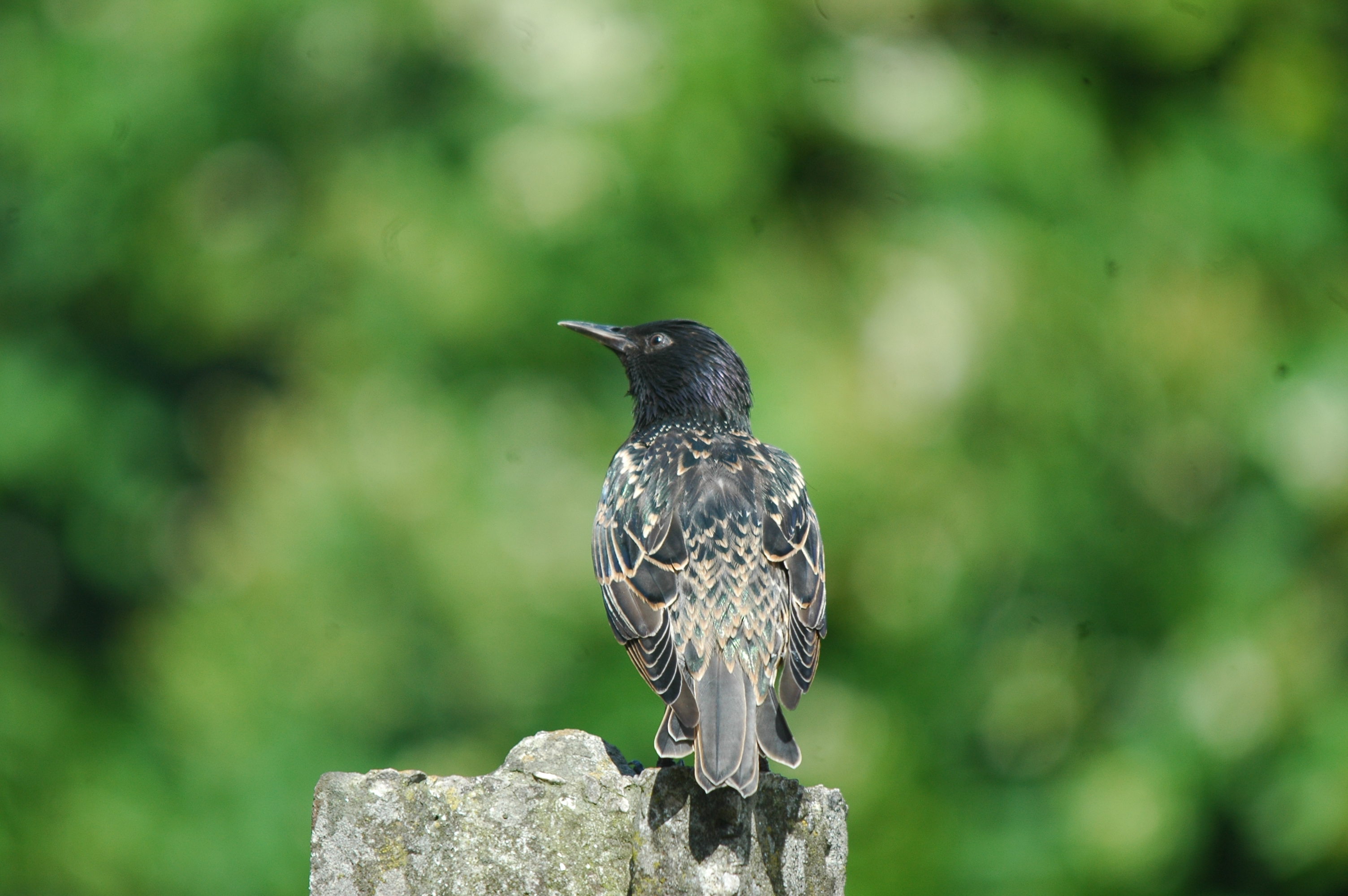 photos/wildlife/Bird_Species/186-Starling-Mynas/8533-Common_Starling/20090720-Burscough-02.jpg